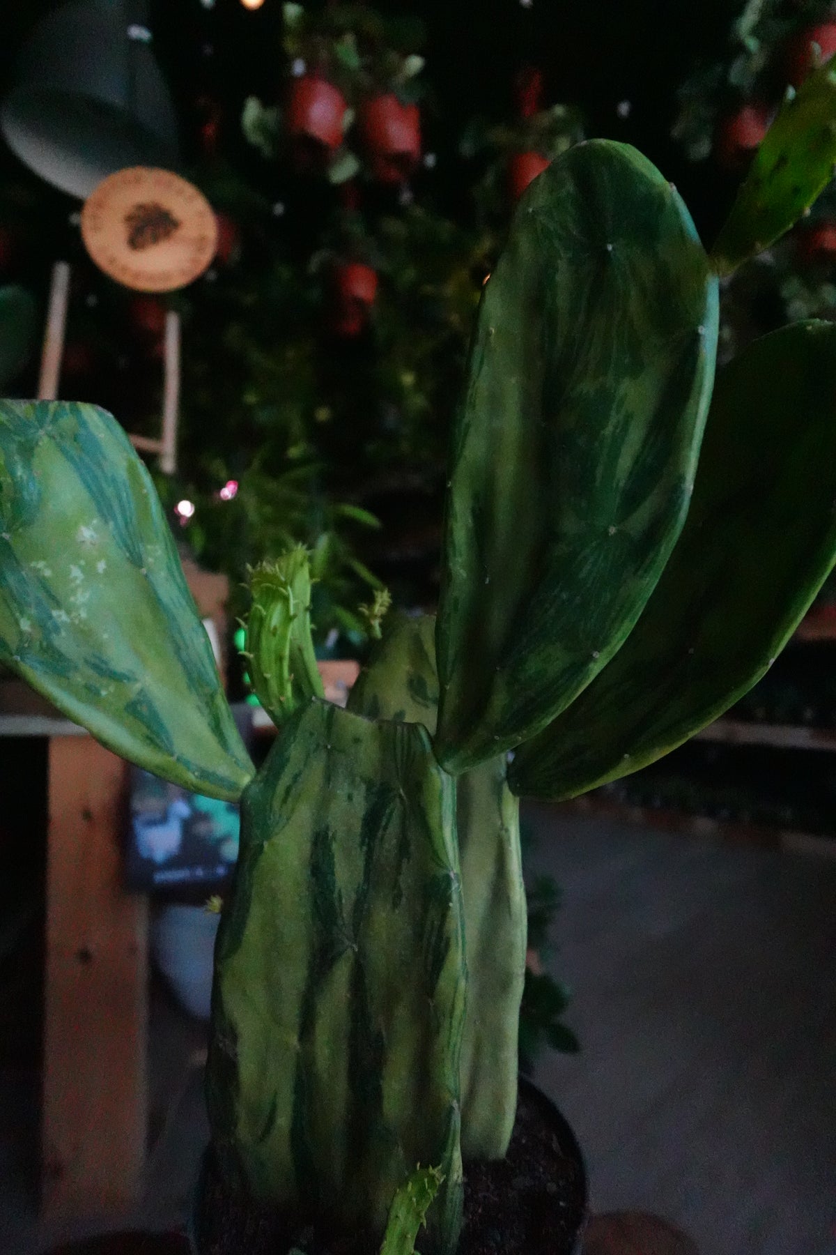 Prickly Pear Cactus Variegata 6"
