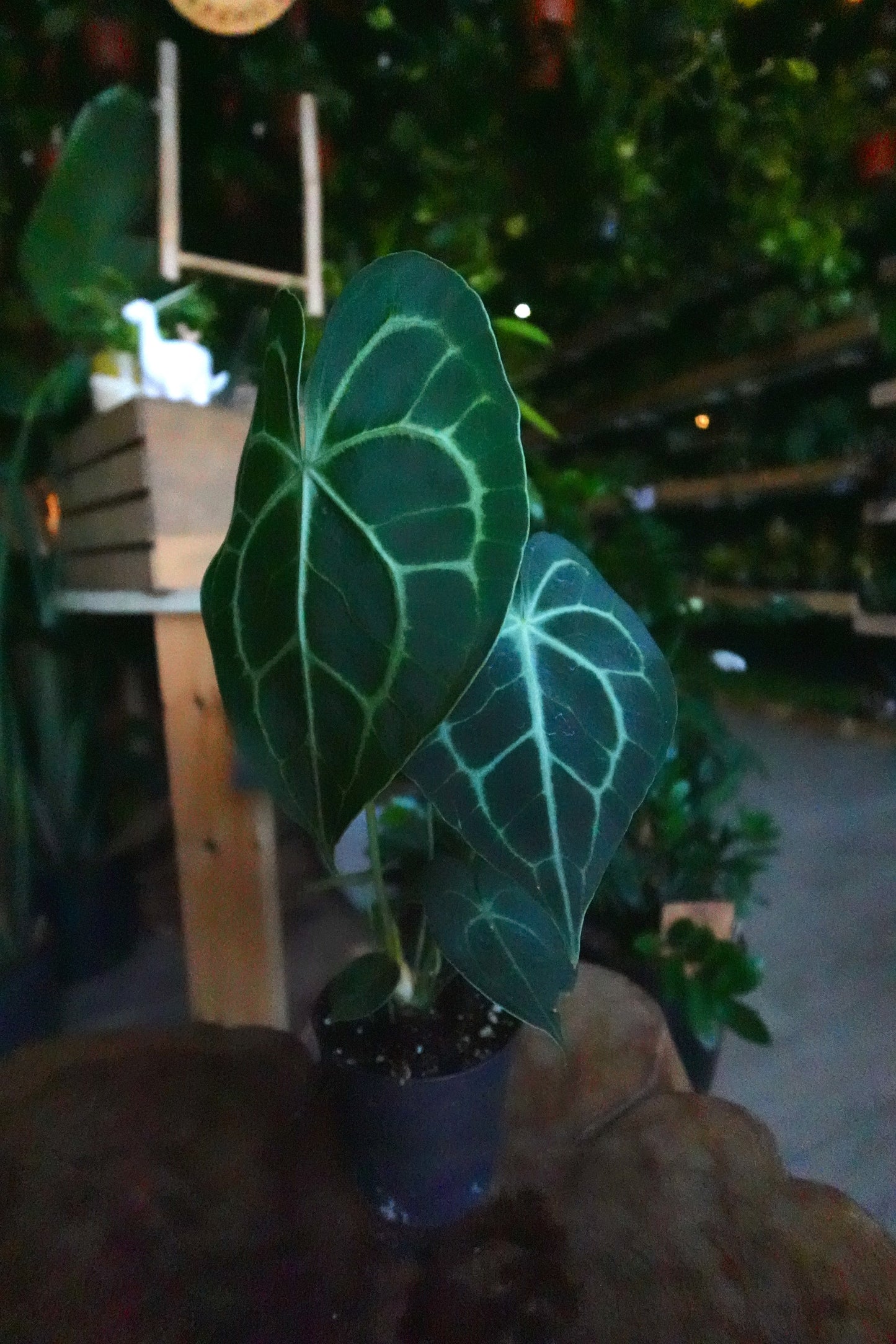 Anthurium Clarinervium 4"