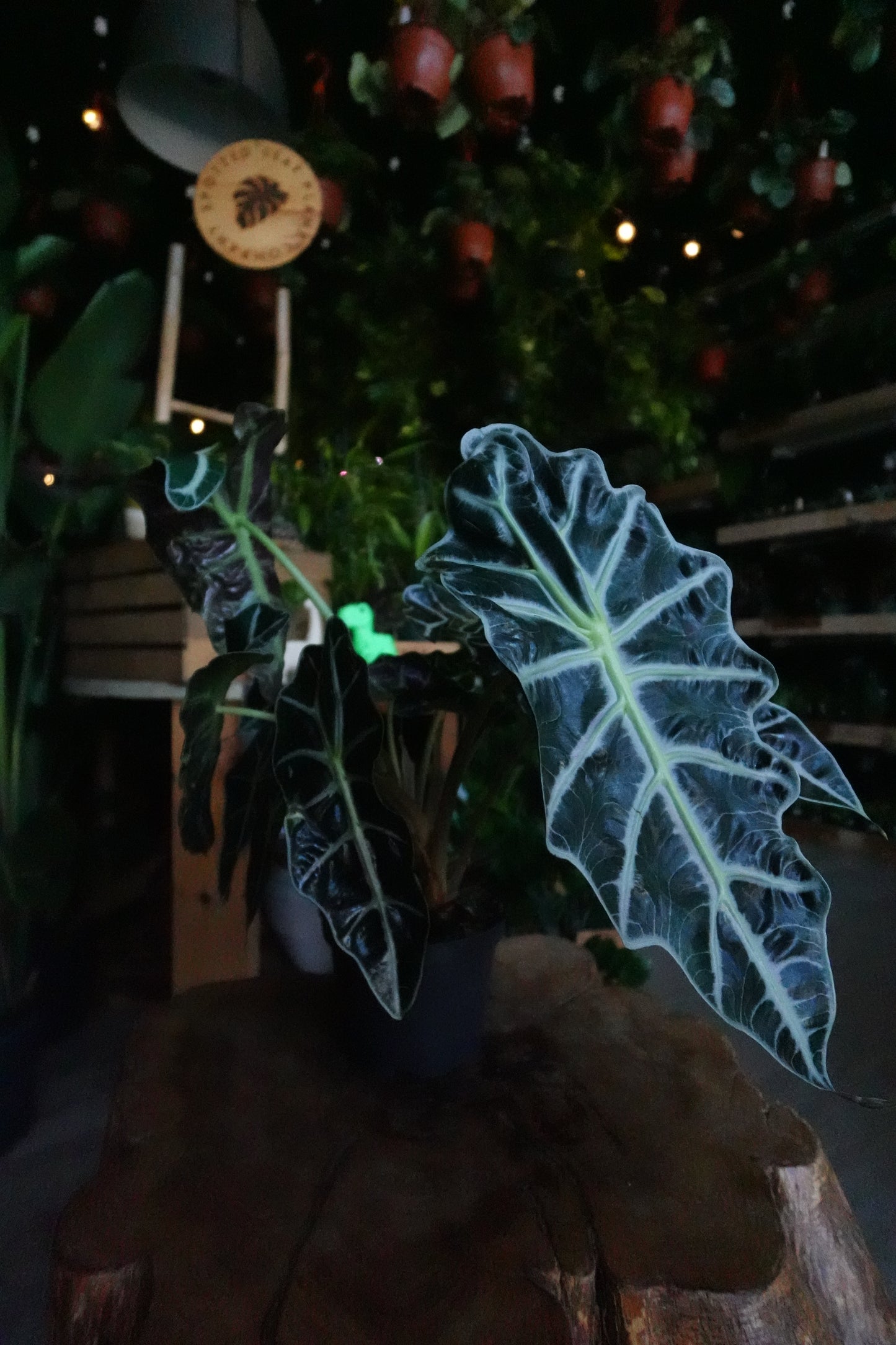 Alocasia Polly 4"