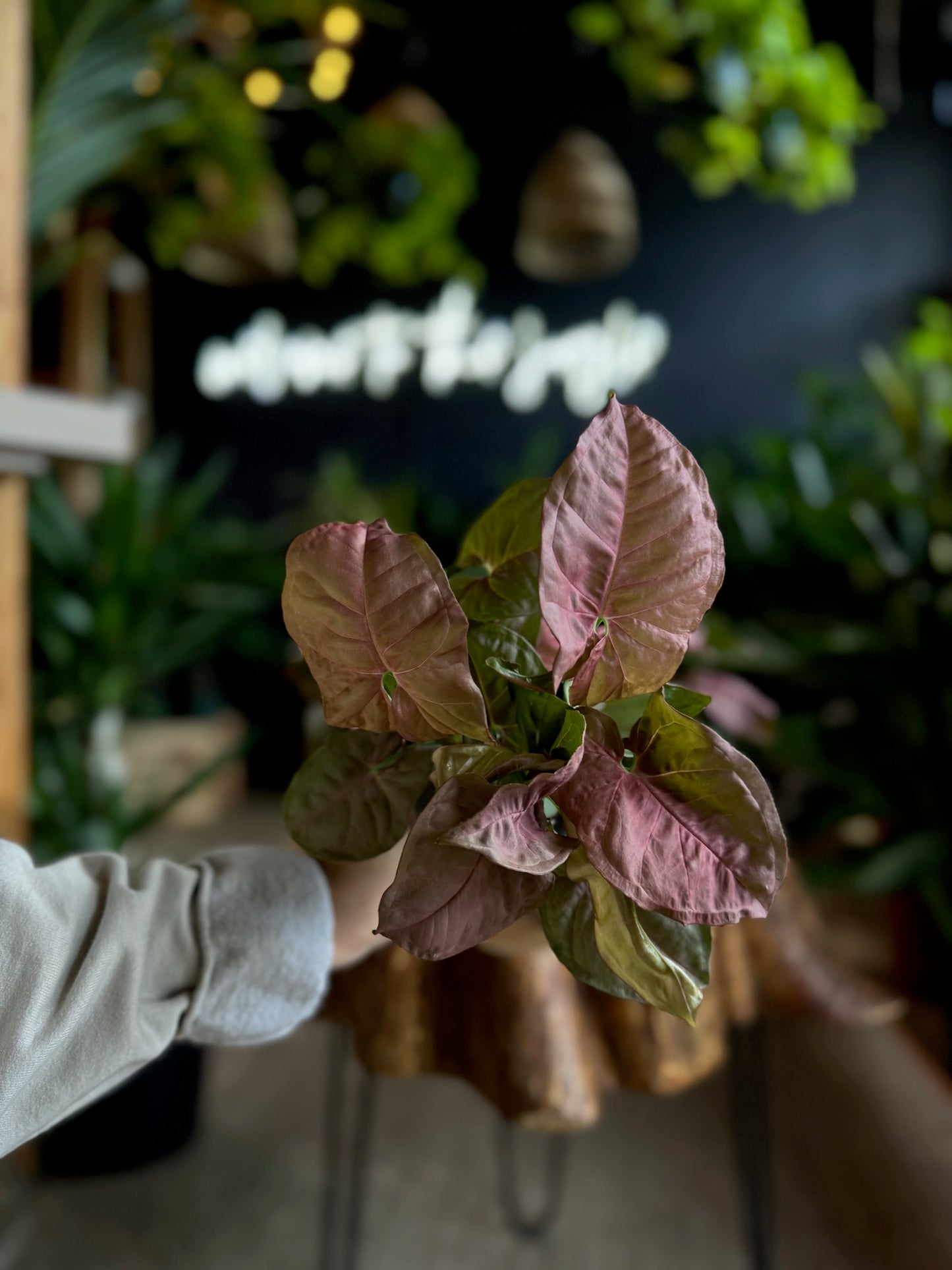 Syngonium Neon 4”