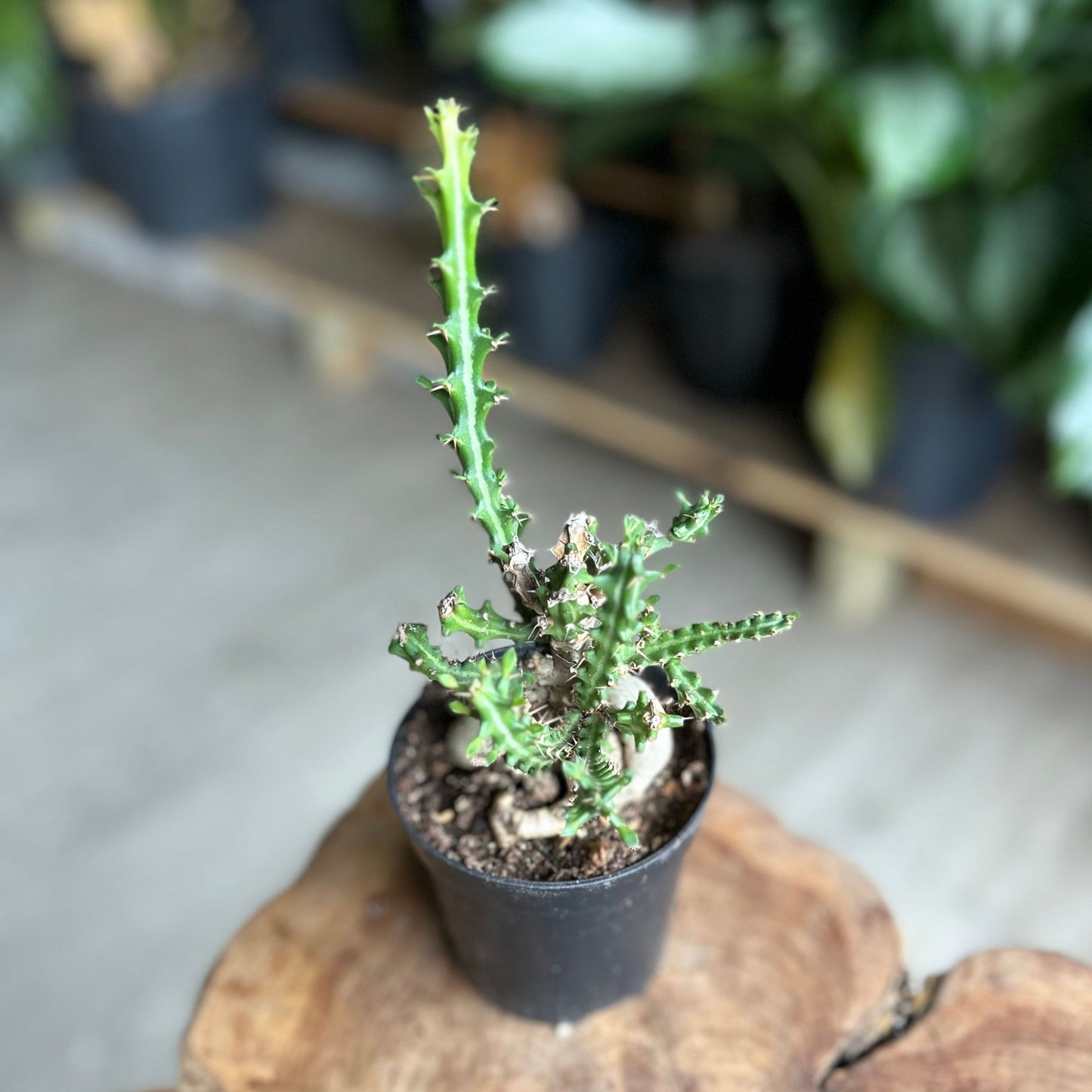 Euphorbia Knuthii 4"