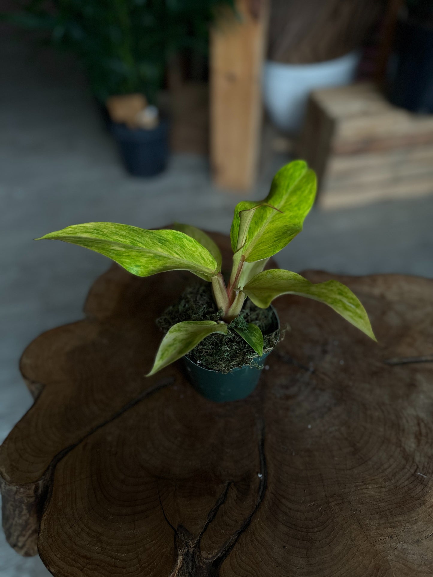 Philodendron Painted Lady 4"