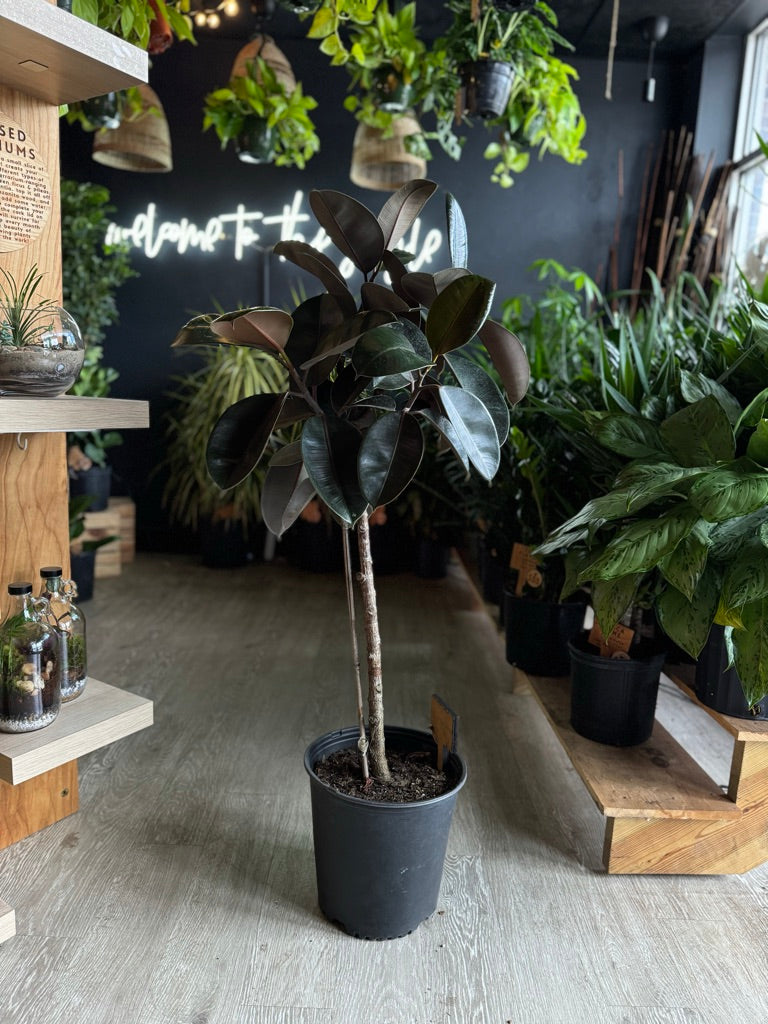 Ficus Burgundy 12" (Rubber Tree)