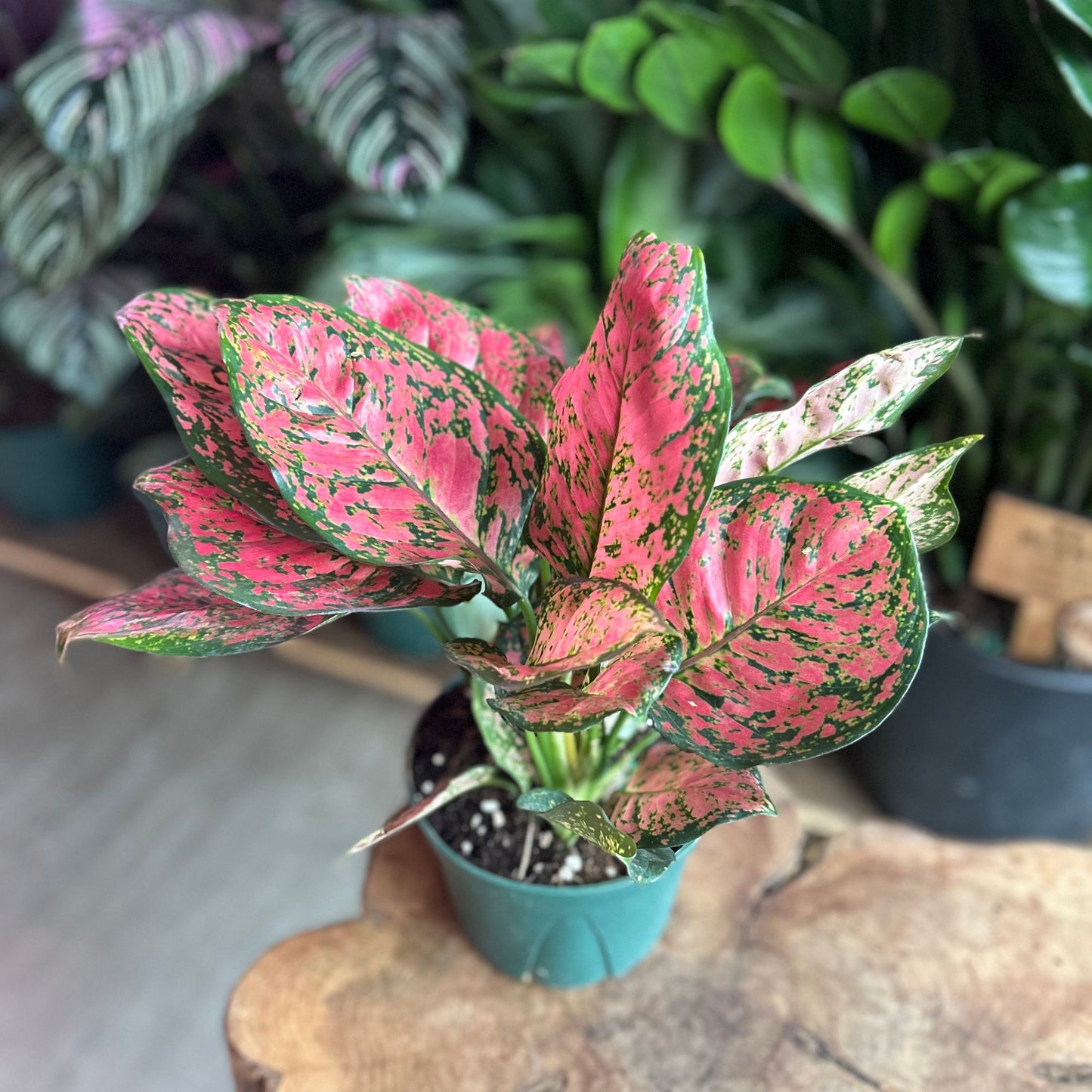 Aglaonema Red Valentine 5"