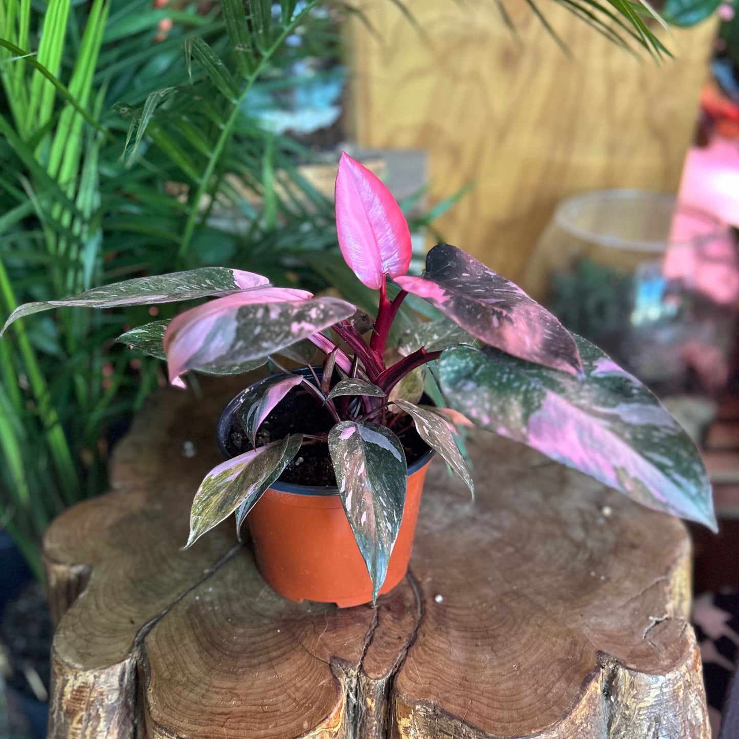 Philodendron Pink Princess 6"