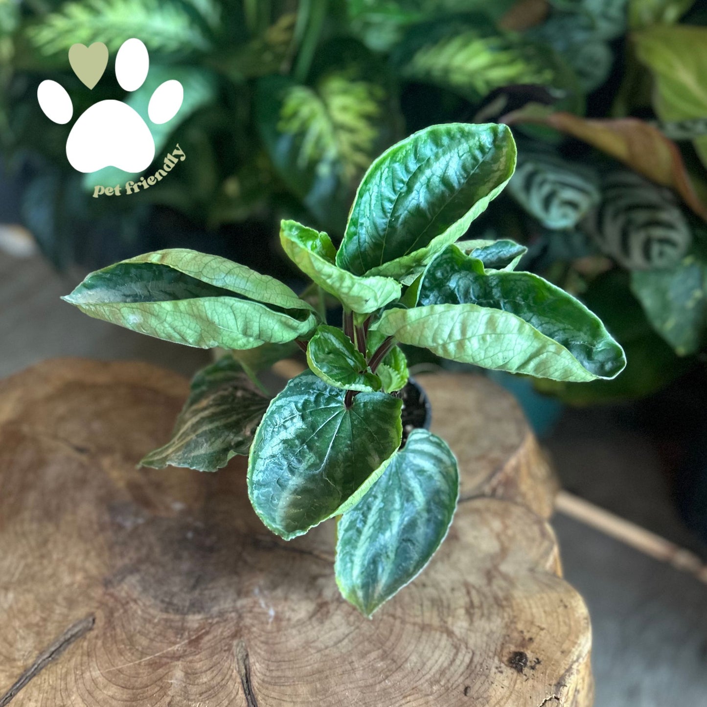 Peperomia Ecuador 4”
