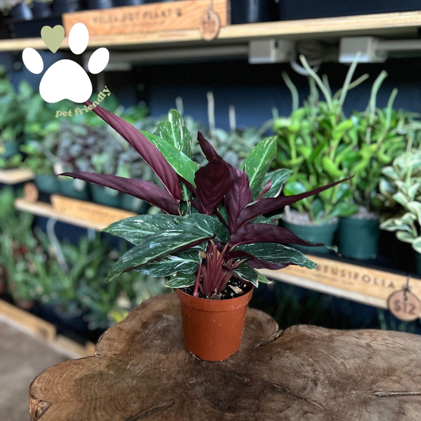 Stromanthe Variegated 4"