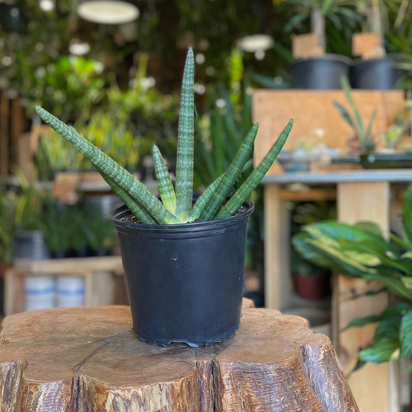 Sansevieria Starfish 8”