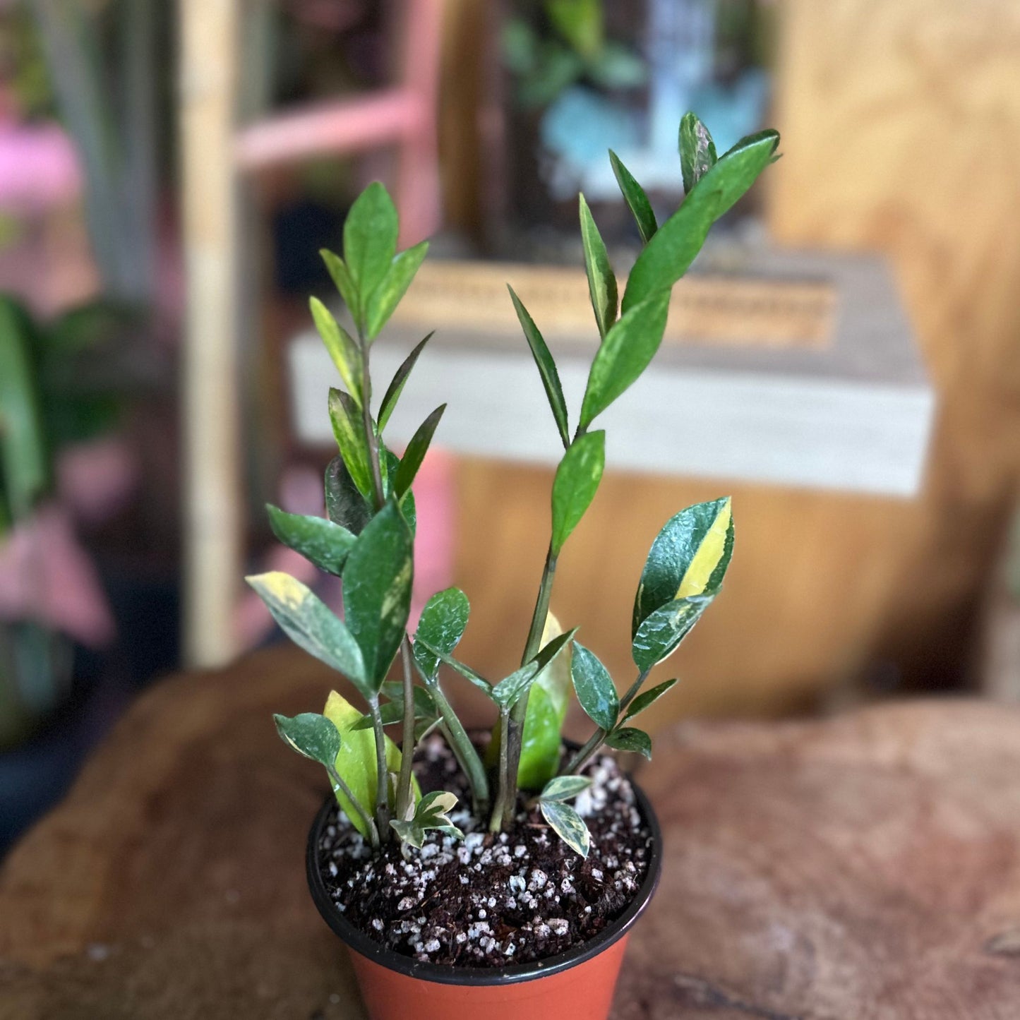 ZZ Planr Variegated 2"
