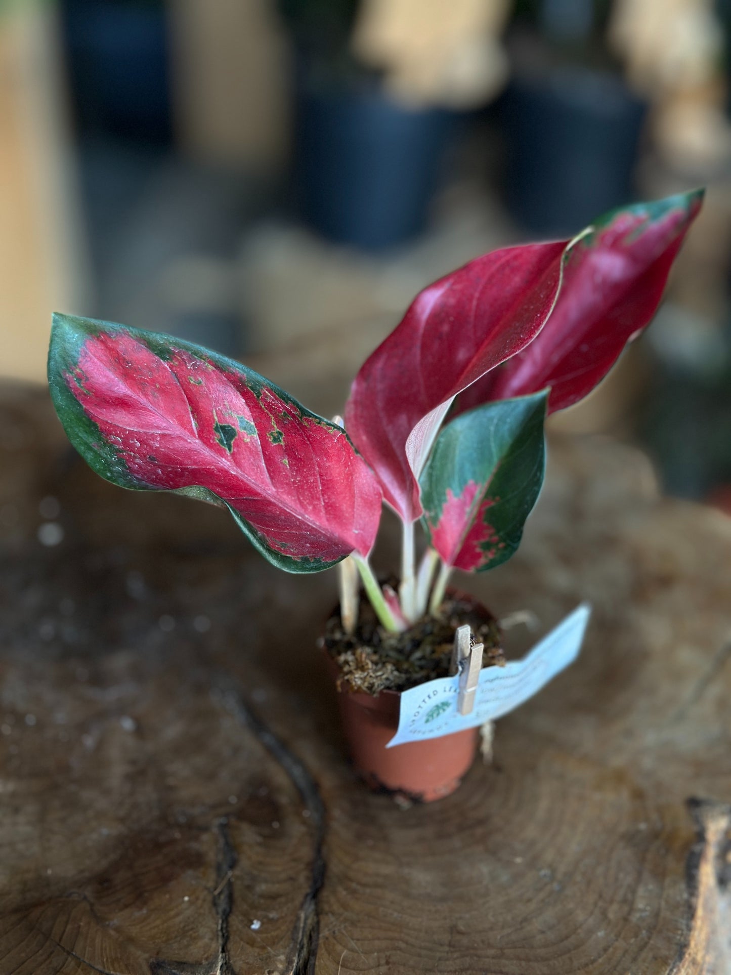 Aglaonmea Suksom Jaipong Red 2"