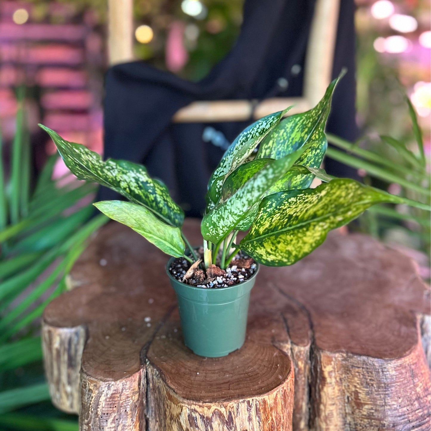 Aglaonema Spring Snow 3”