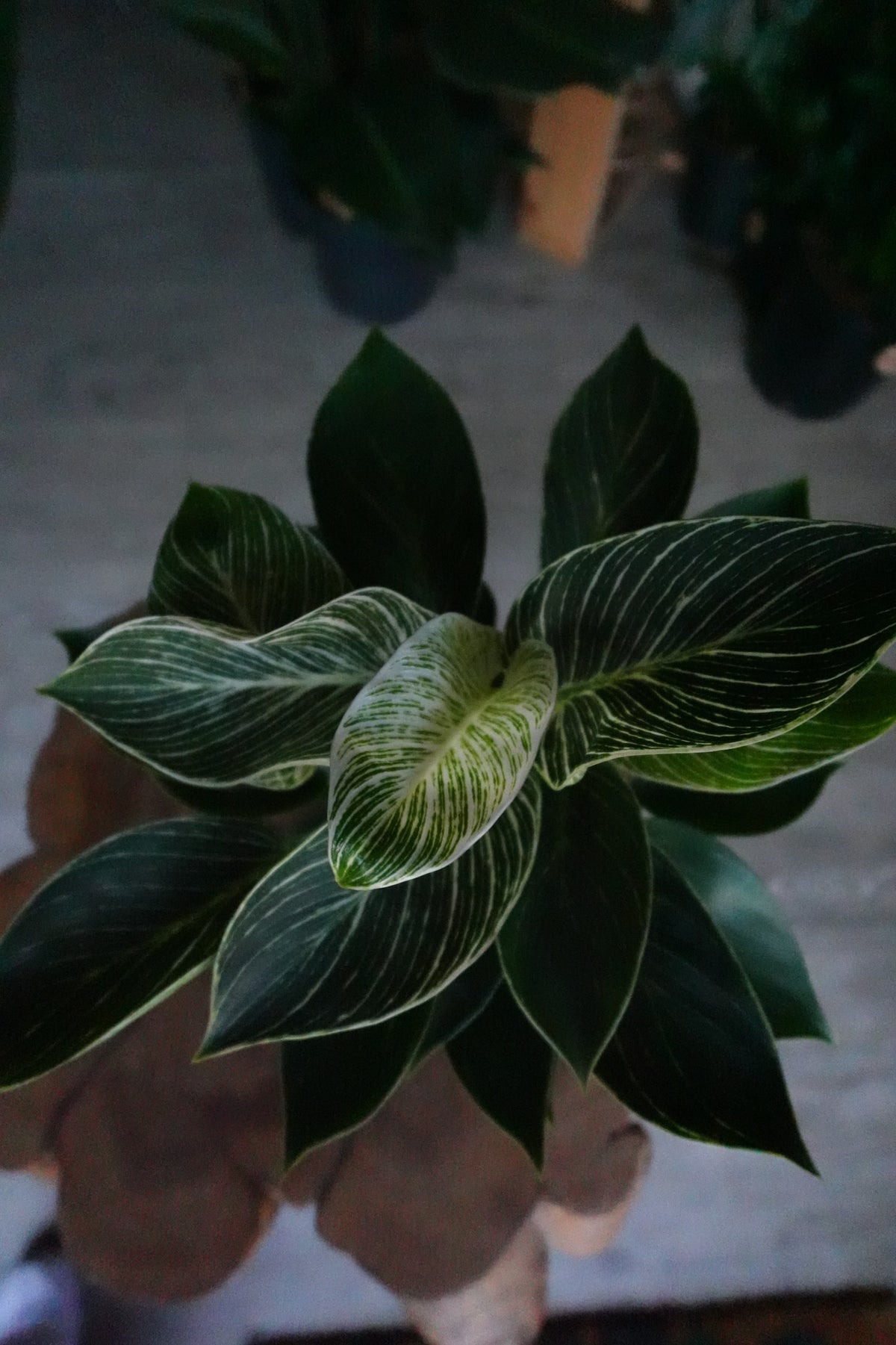 Philodendron Birkin 6"
