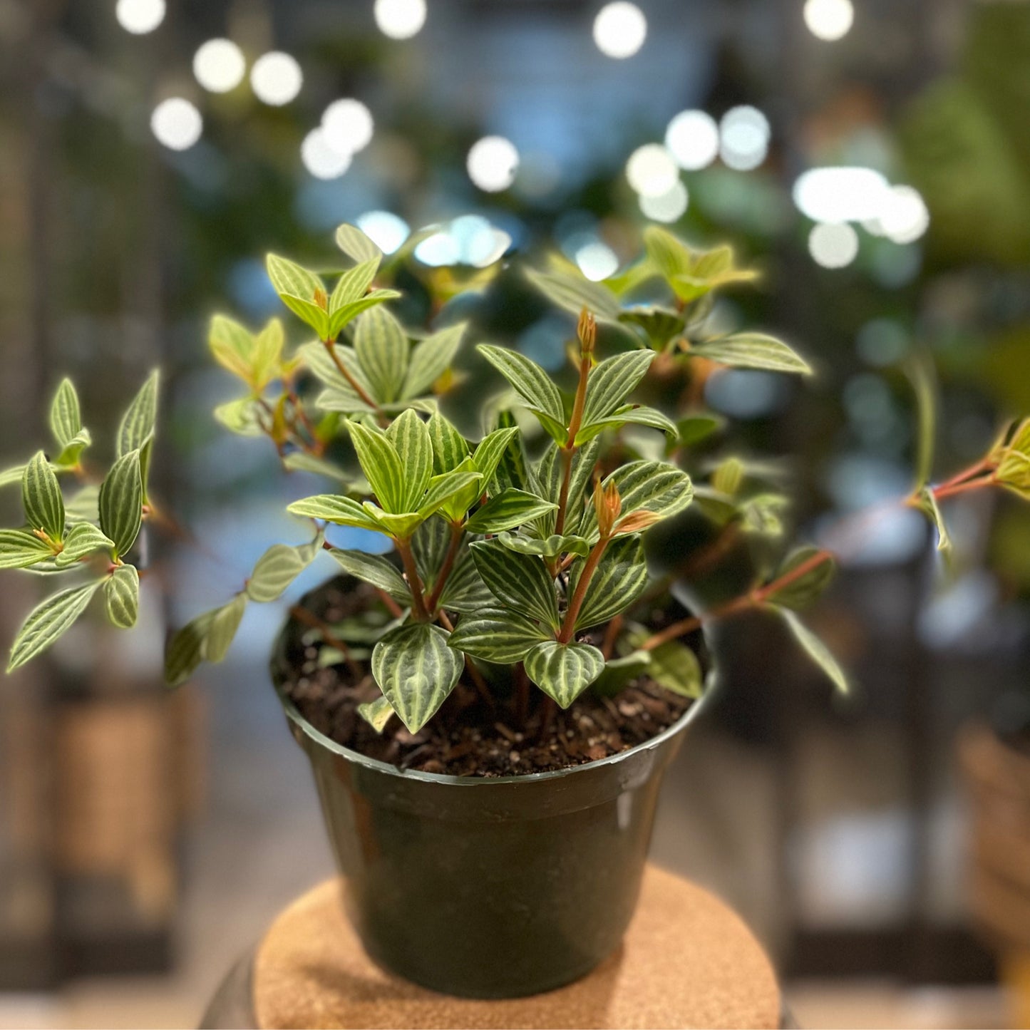 Peperomia Puteolata 6”