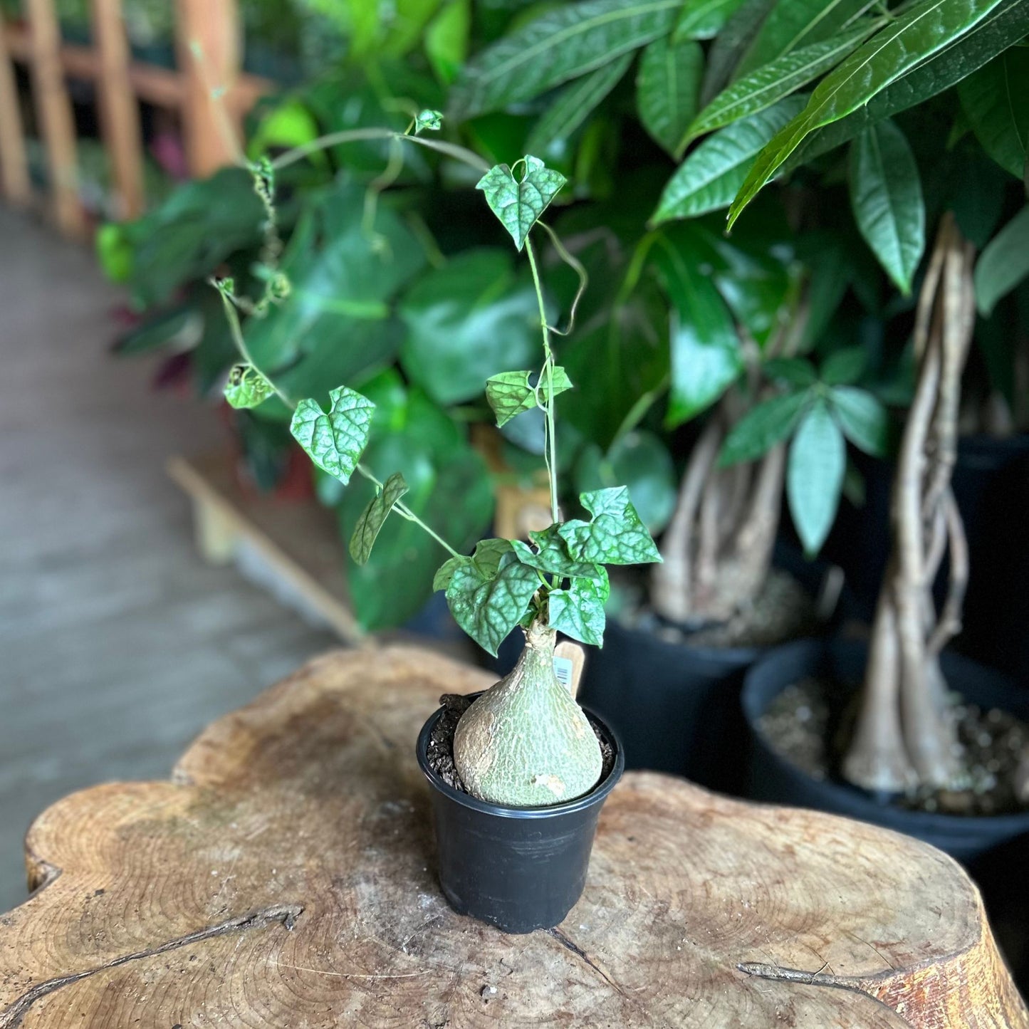 Gerradanthus Macrogizus 'Big Foot' 4"