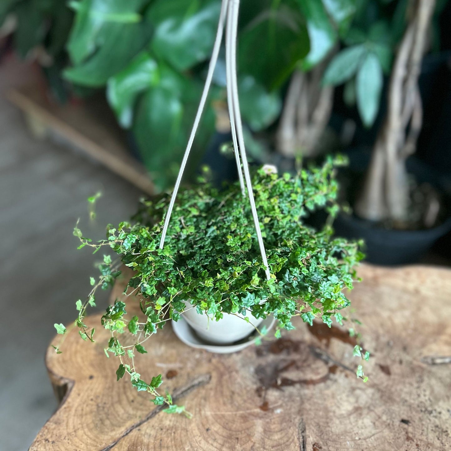String Of Frogs 4”