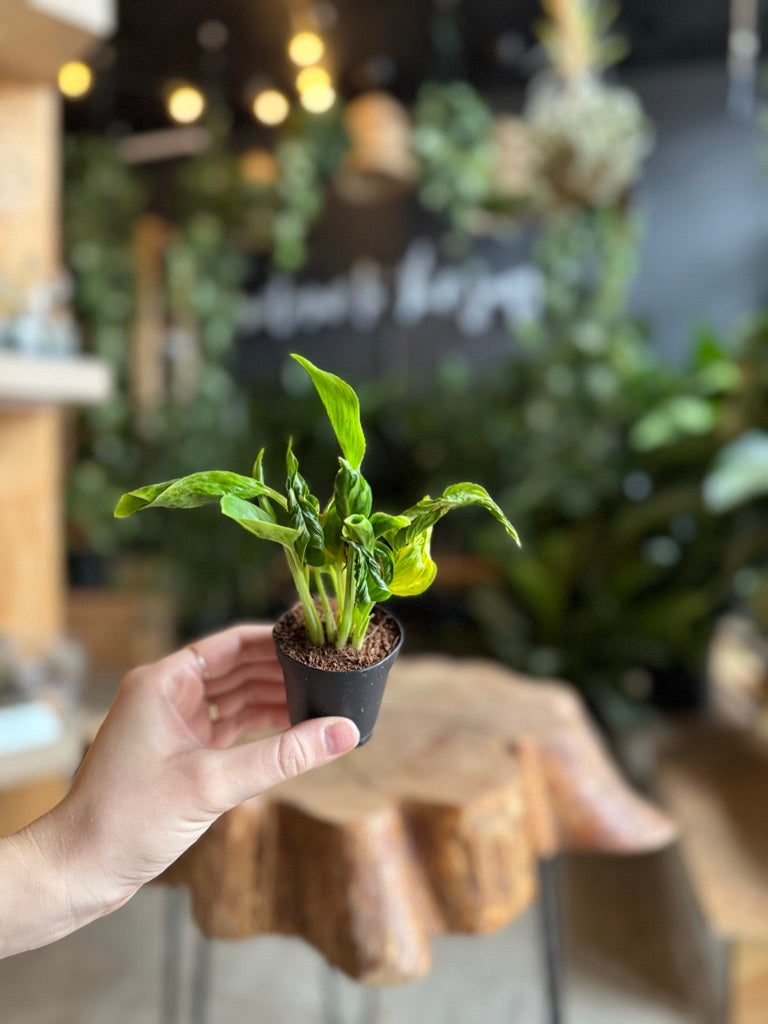 Epipremnum Shangri La 2”