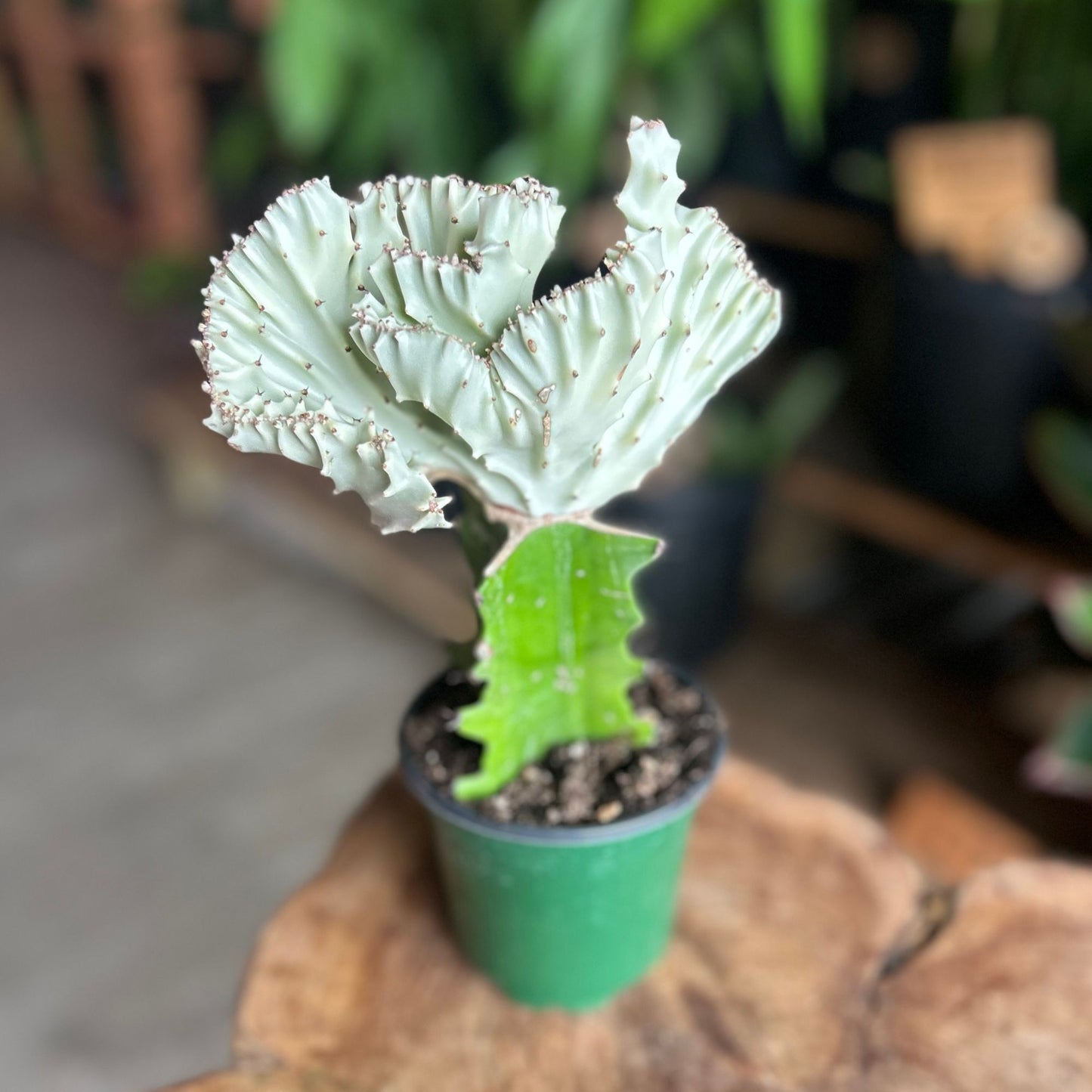 Mermaid Tail Cactus White 4"