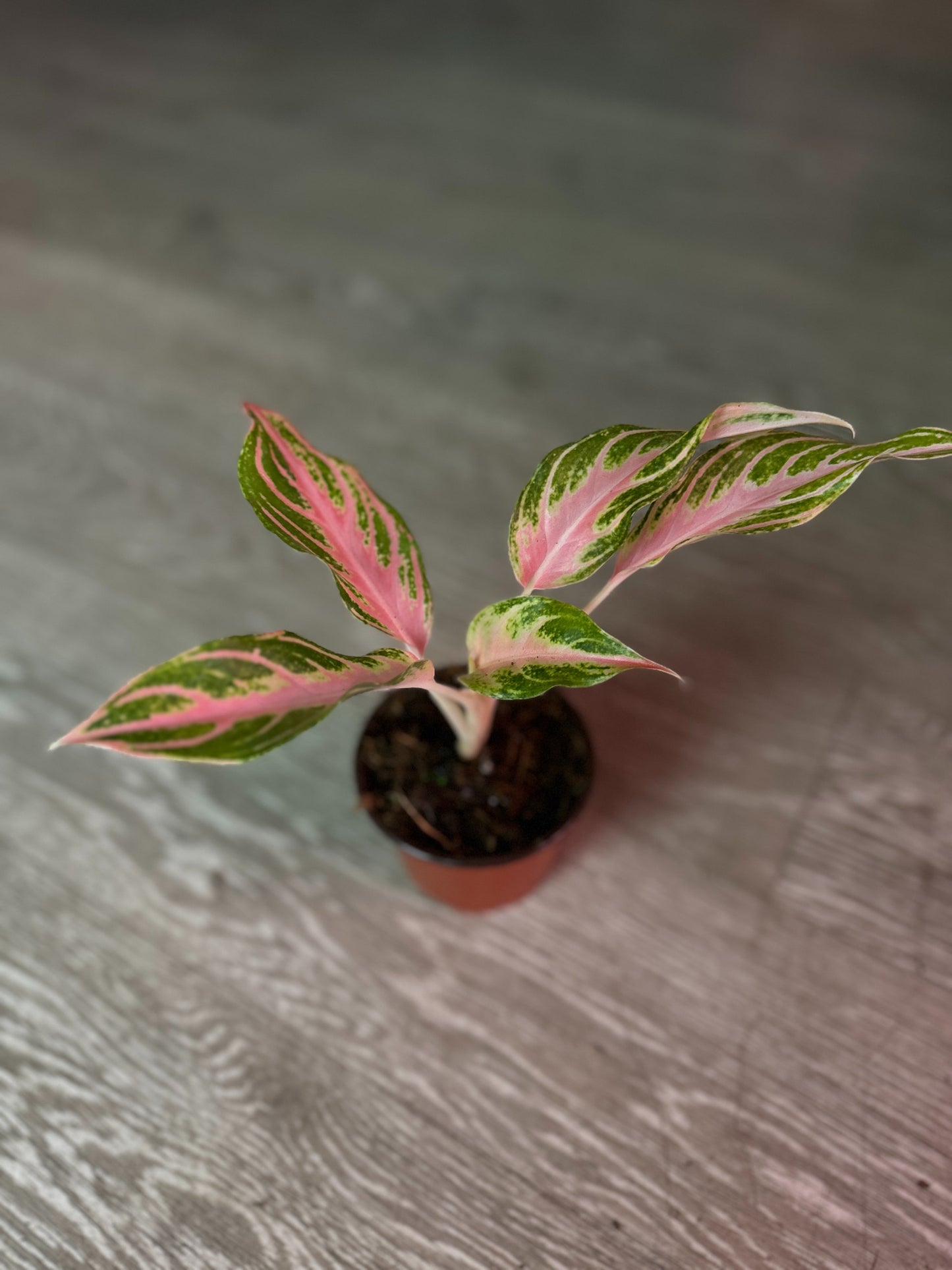 Aglaonema Pink Panama 4"