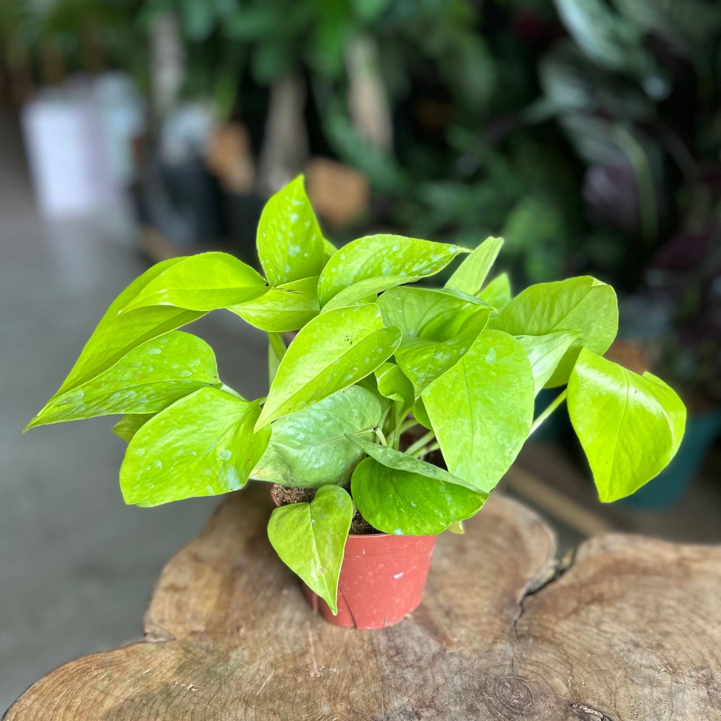 Neon Pothos 4"
