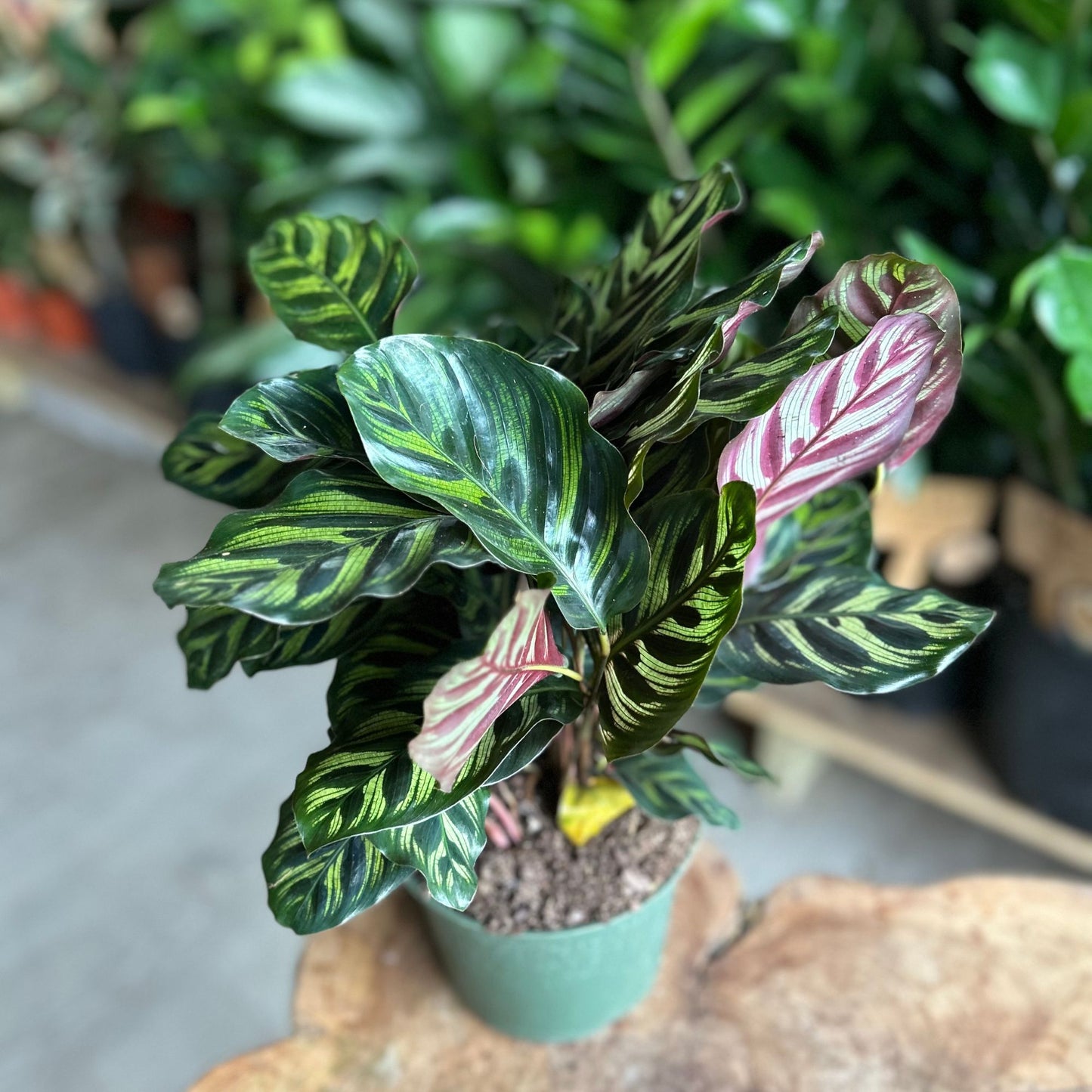 Calathea (Peacock) Makoyana 6”
