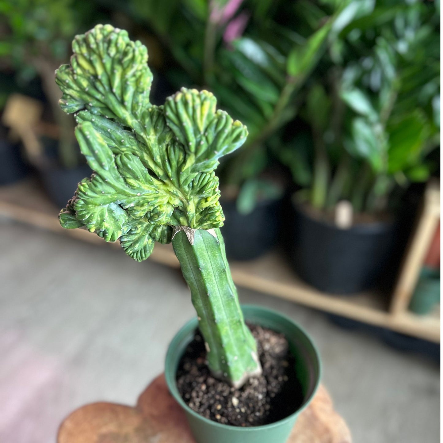 Blue Myrstle Crested Cactus 6"