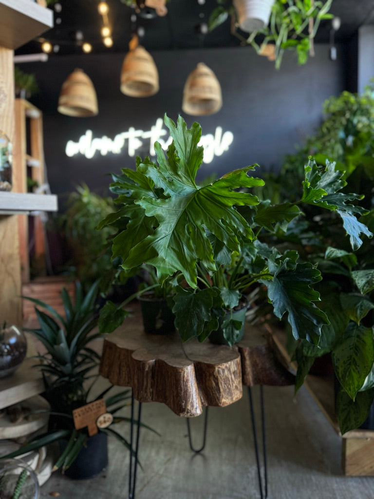 Philodendron Hope Sellom 6”