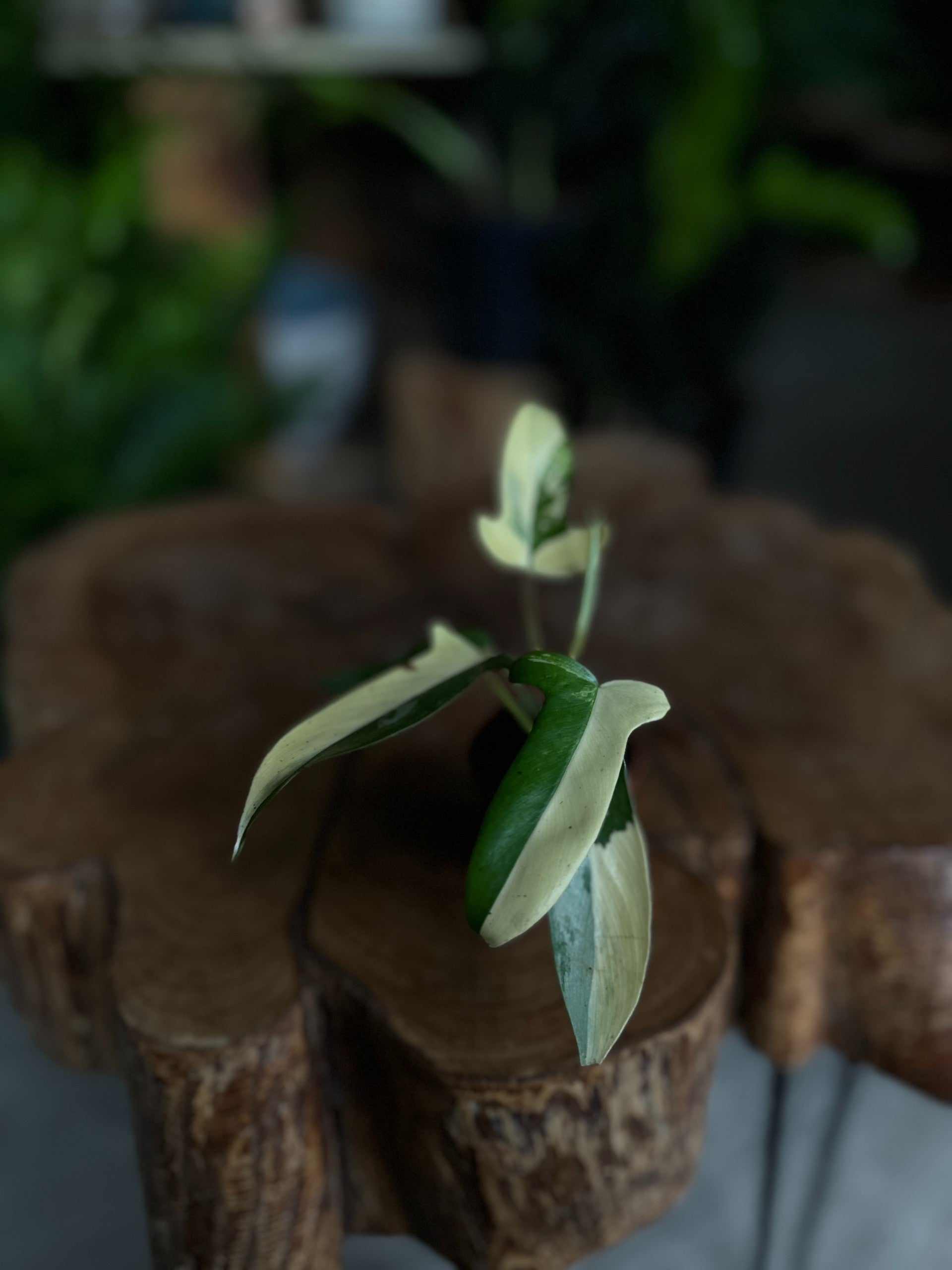 philodendron spotted leaves Philodendron Florida Beauty 2" – Spotted Leaf Plant Company