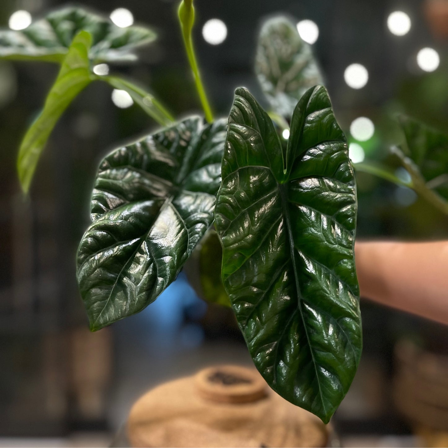 Alocasia Quilted Dream 4"