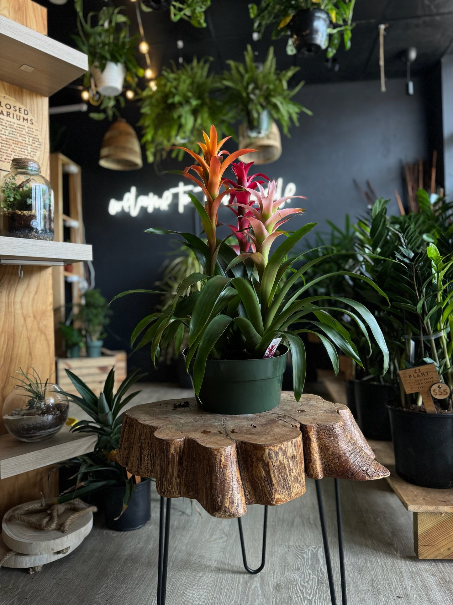 Bromeliad Guzmania 10”