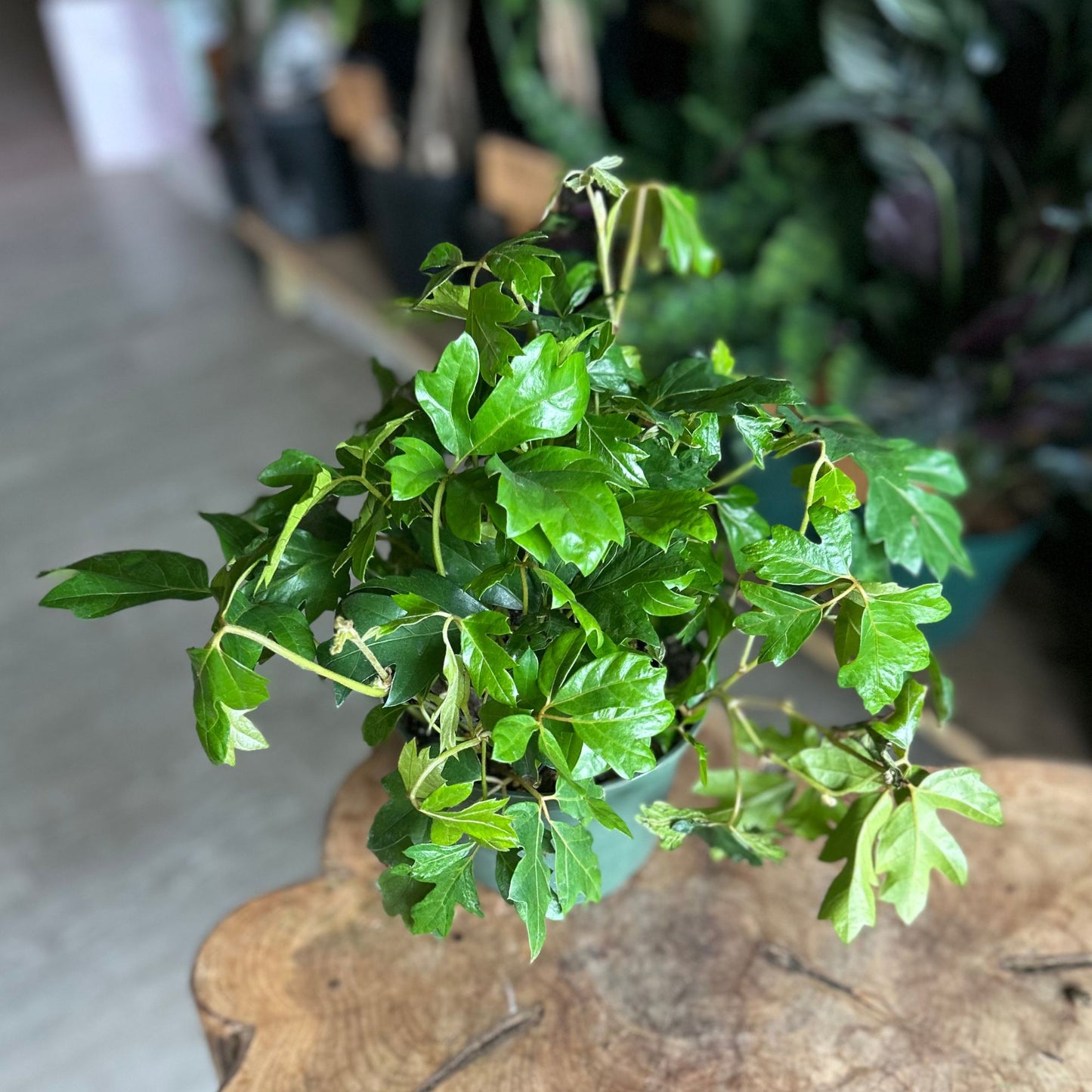 Cissus Grape Ivy 8" HB