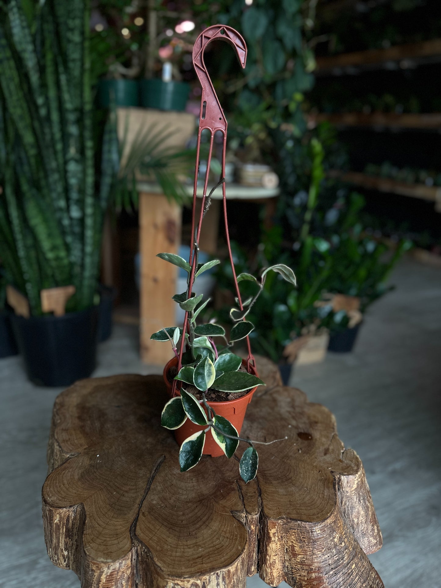 Hoya Krimson Queen 6” HB