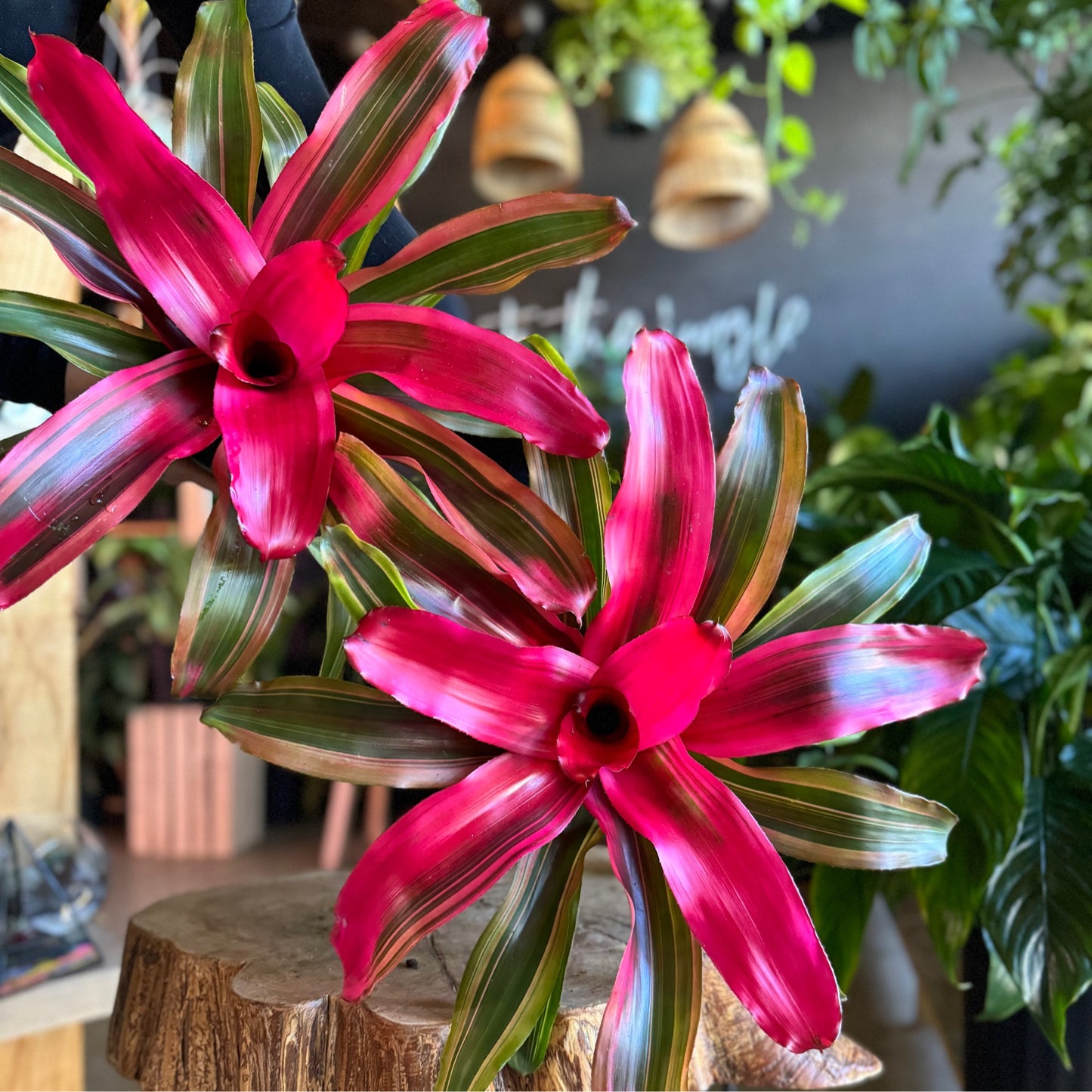 Neoregelia Serendipity 6”