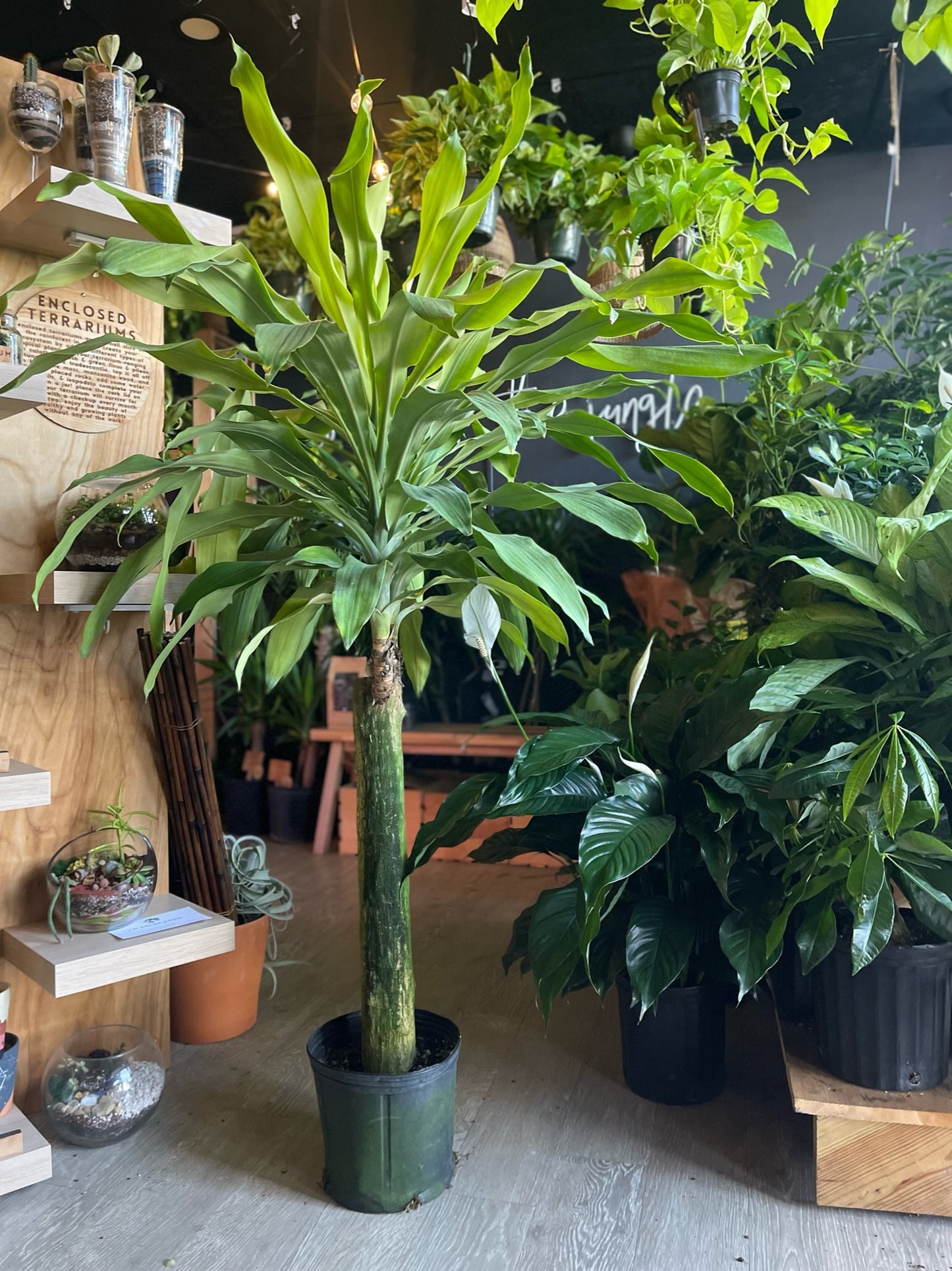 Dracaena Mass Cane 10”
