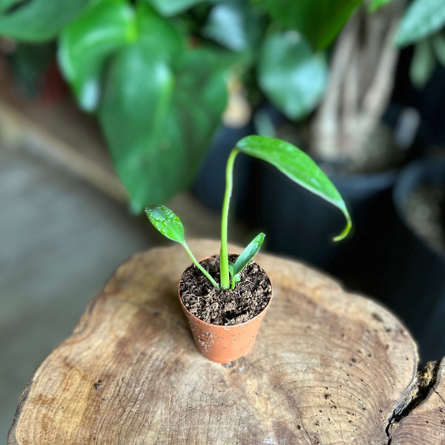 Monstera Burle Marx Flame 2"