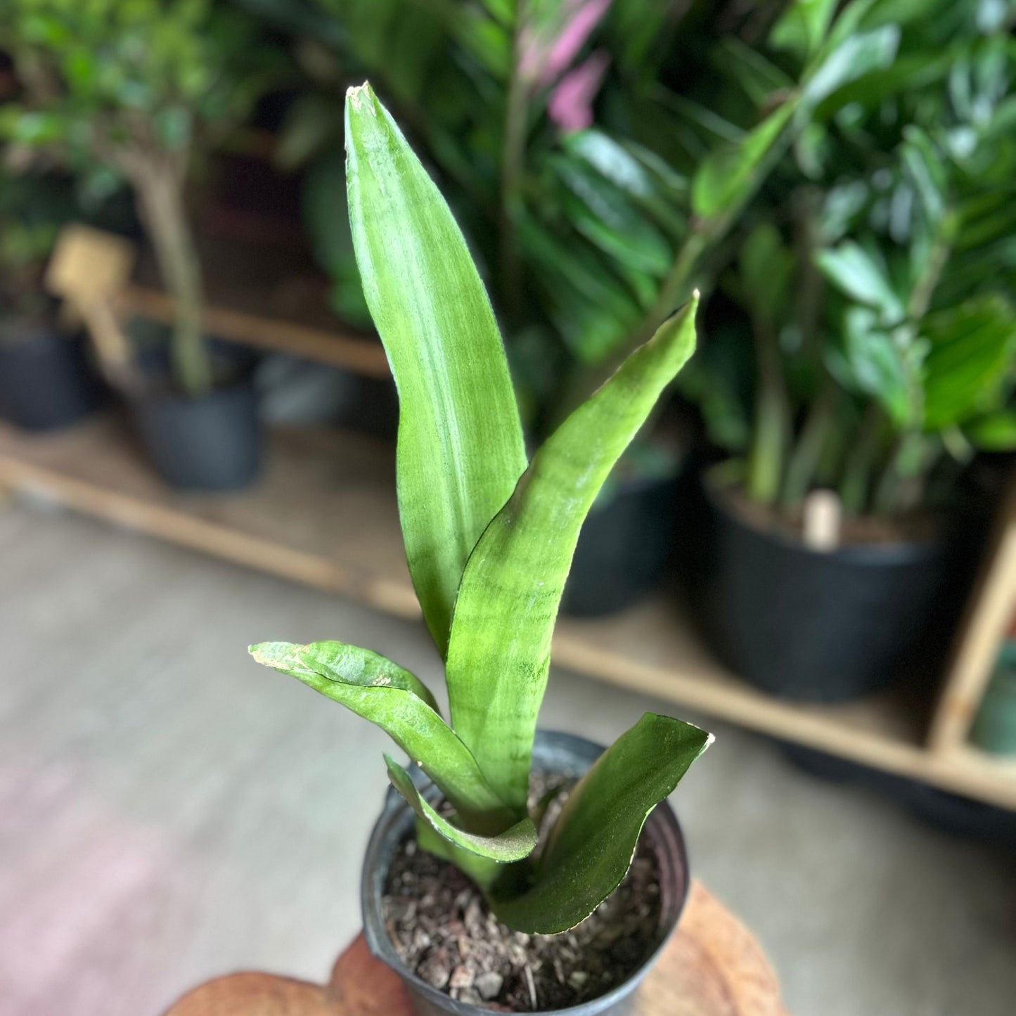 Sansevieria Moonshine 6”