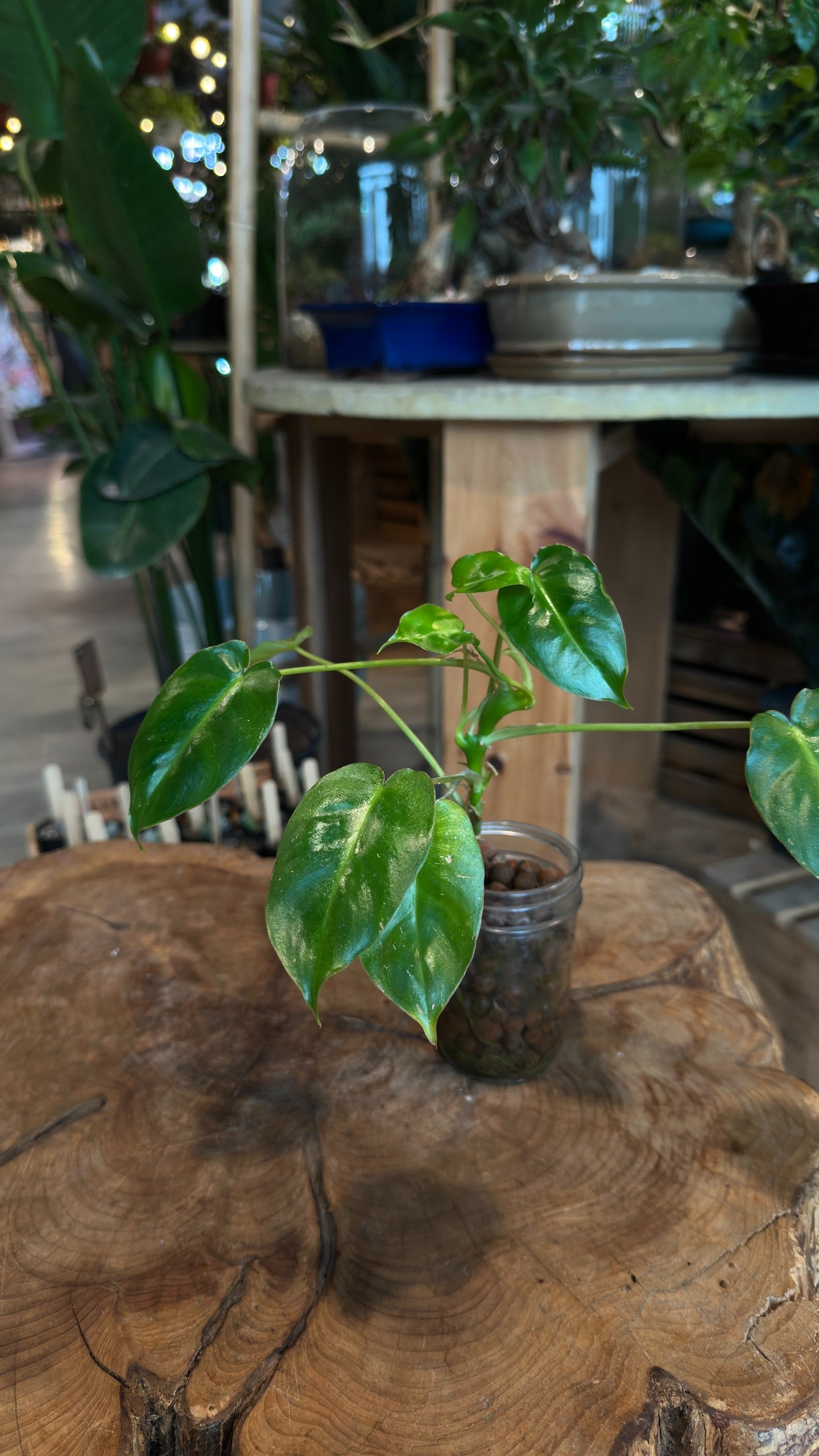 Philodendron Burle Marx Variegated Propagation