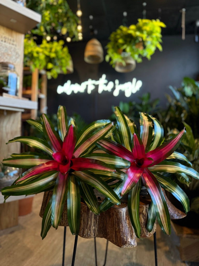 Neoregelia Tricolor 6”