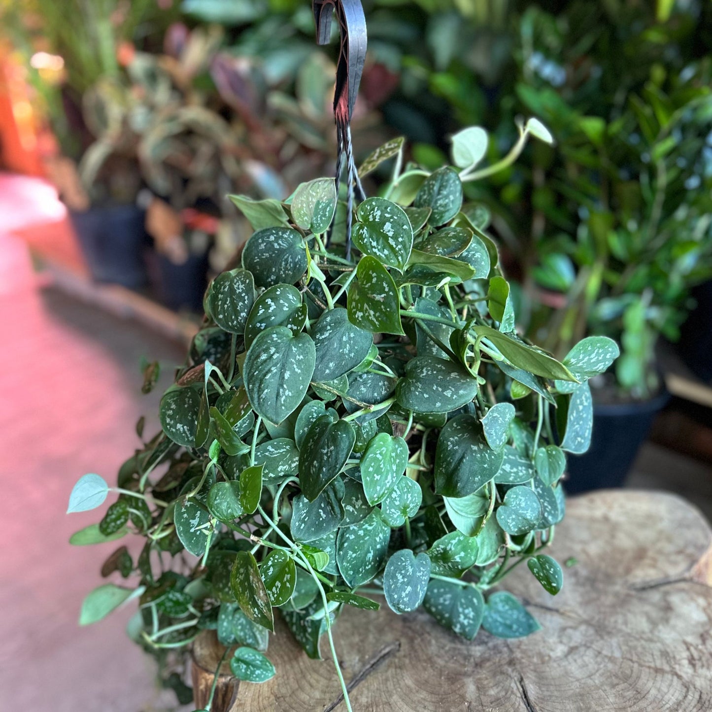 Scindapsus Pictus Argyraeus HB 8”