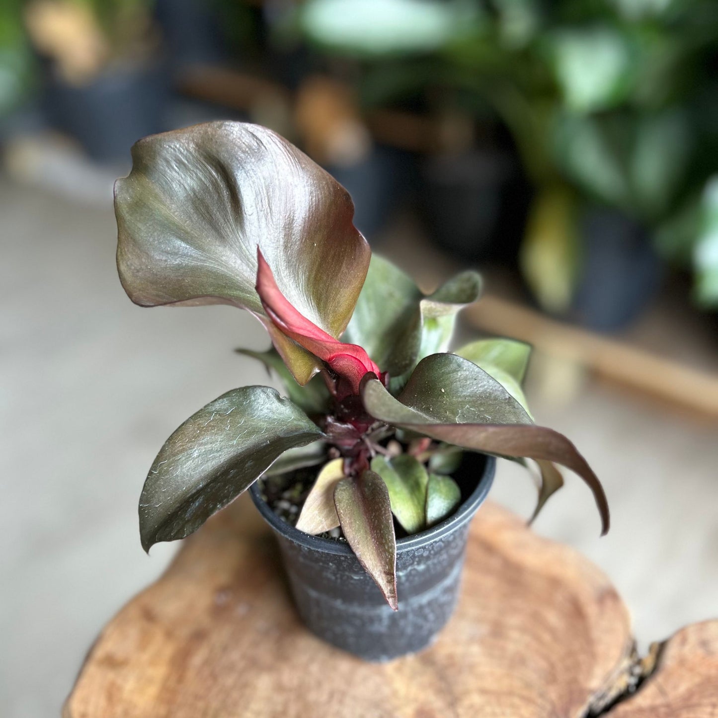 Philodendron Red Heart 4"
