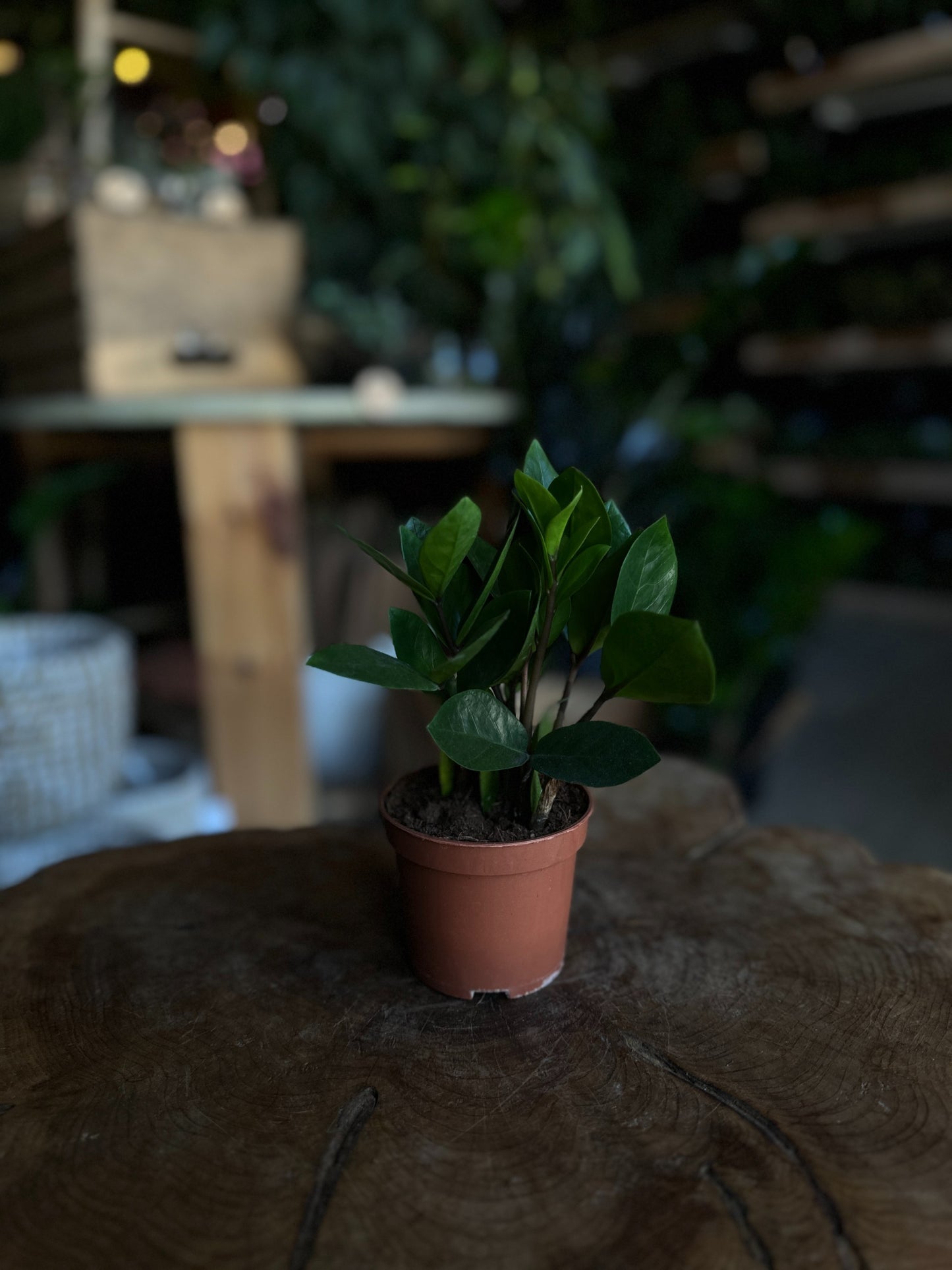 ZZ Plant 3"