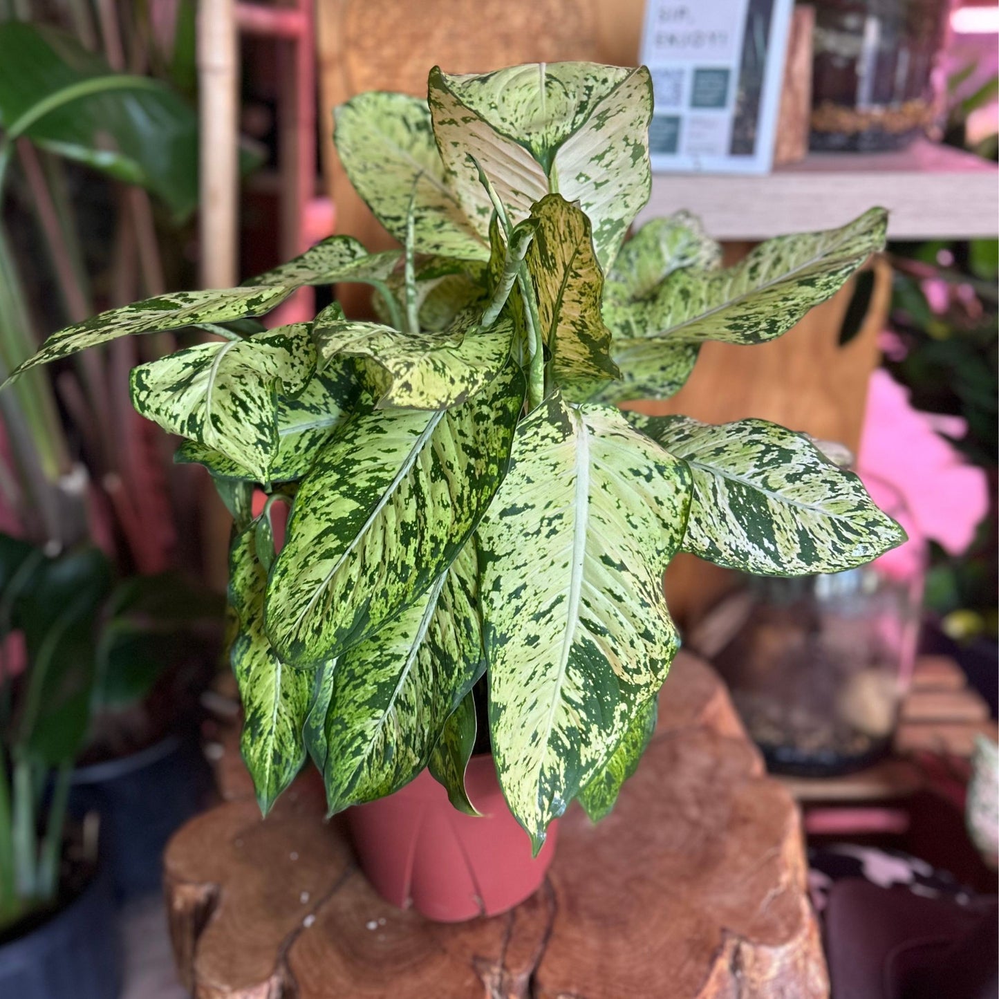 Dieffenbachia Etna 8"