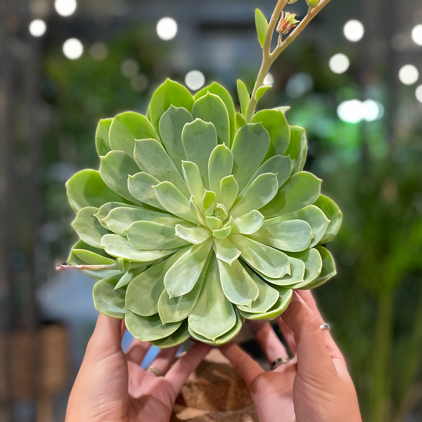 Assorted Succulents 6”