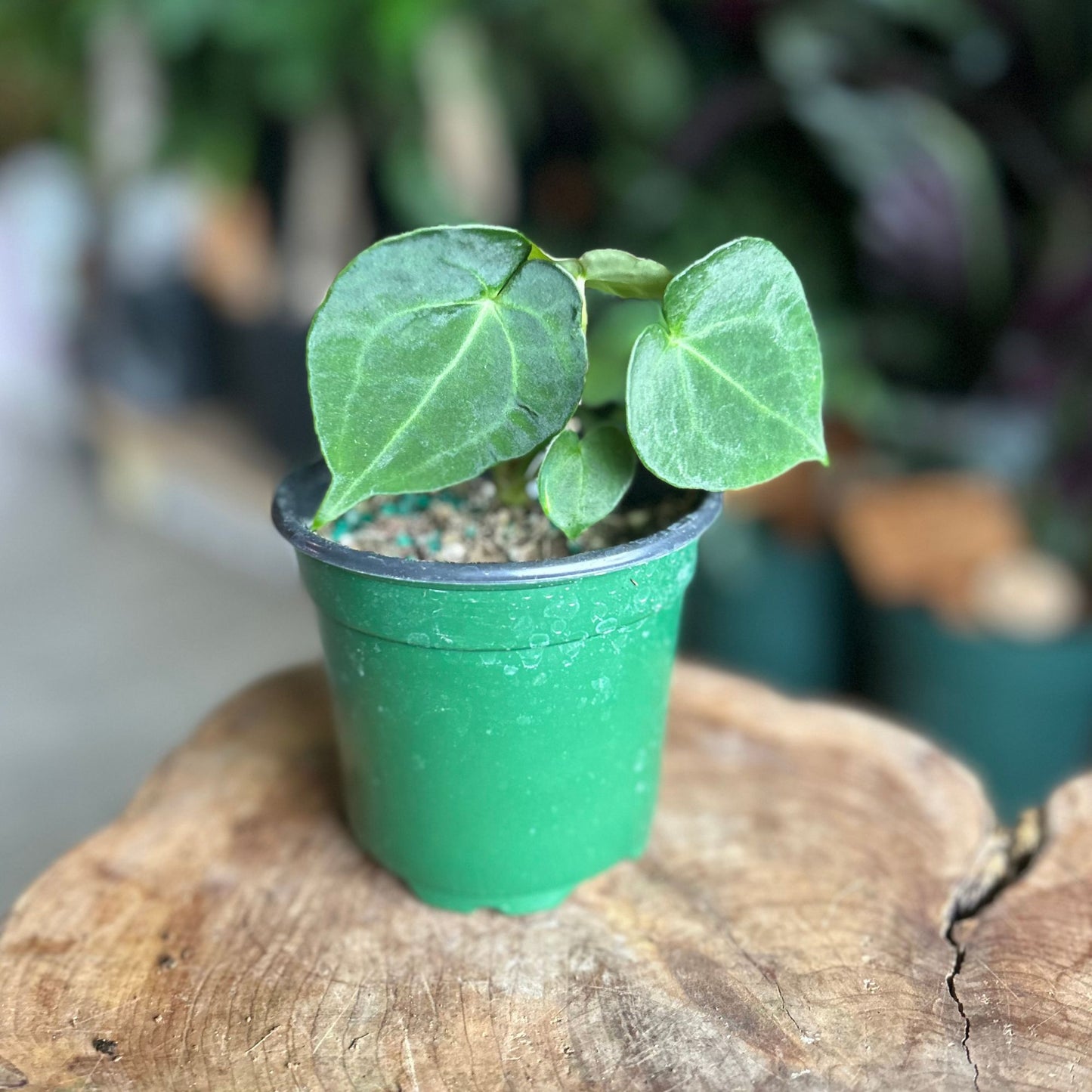 Anthurium Crystallium 2"
