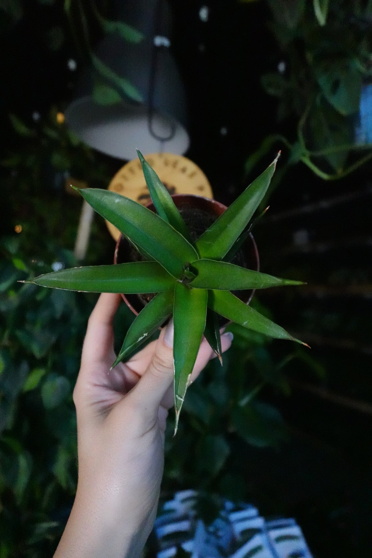 Sansevieria Green Tower 4"