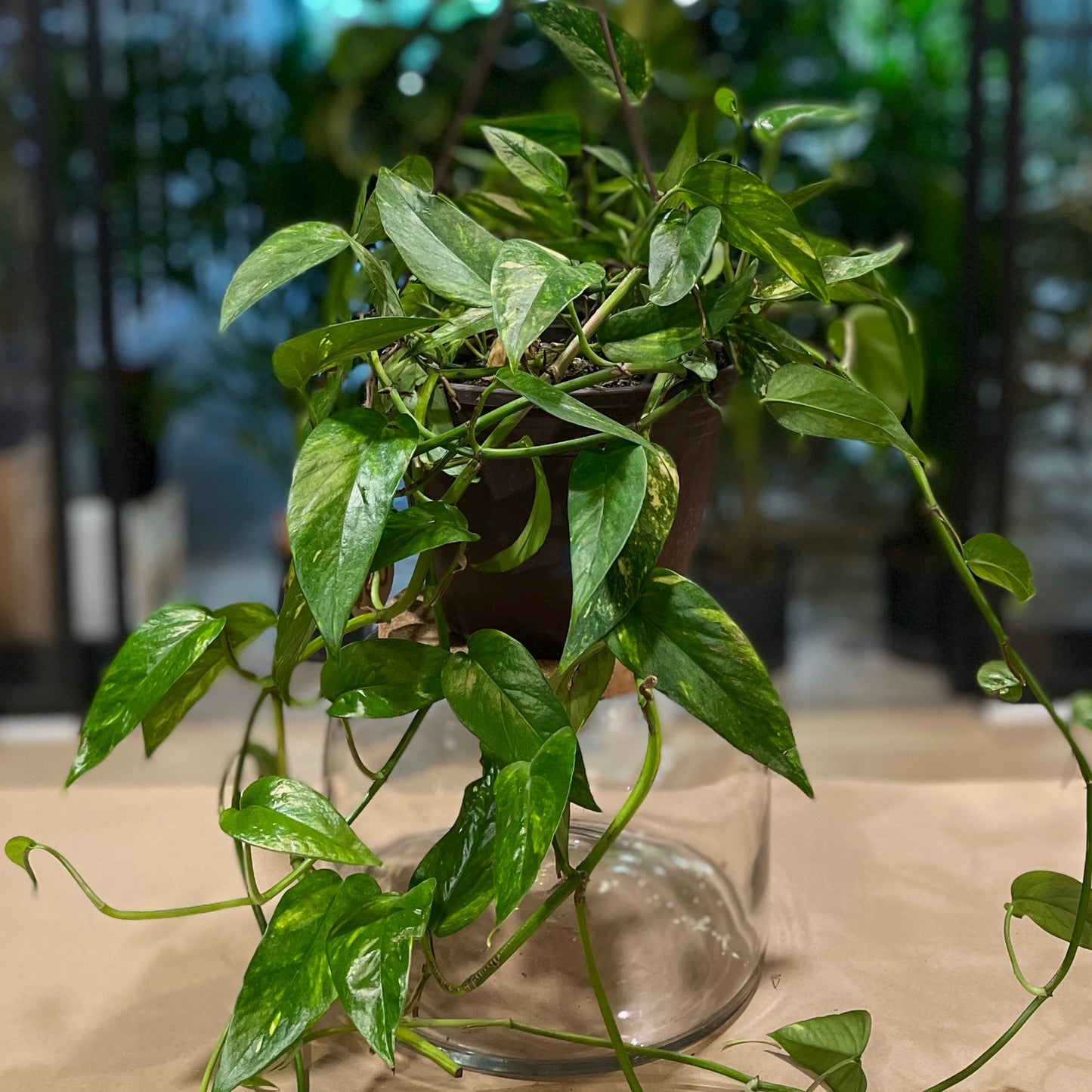 Epipremnum Pinnatum Neon Variegata 8" HB