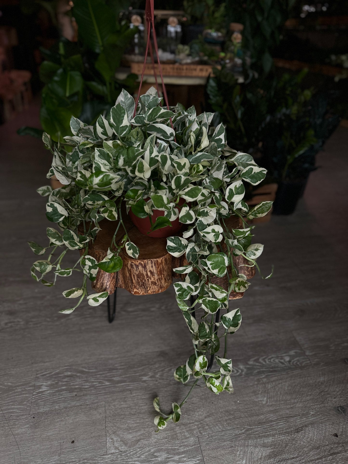 Pothos N' Joy Hanging Basket 8"