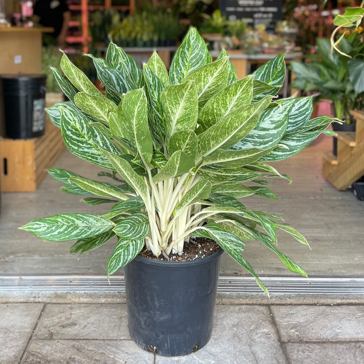 Aglaonema Golden Madonna 14”