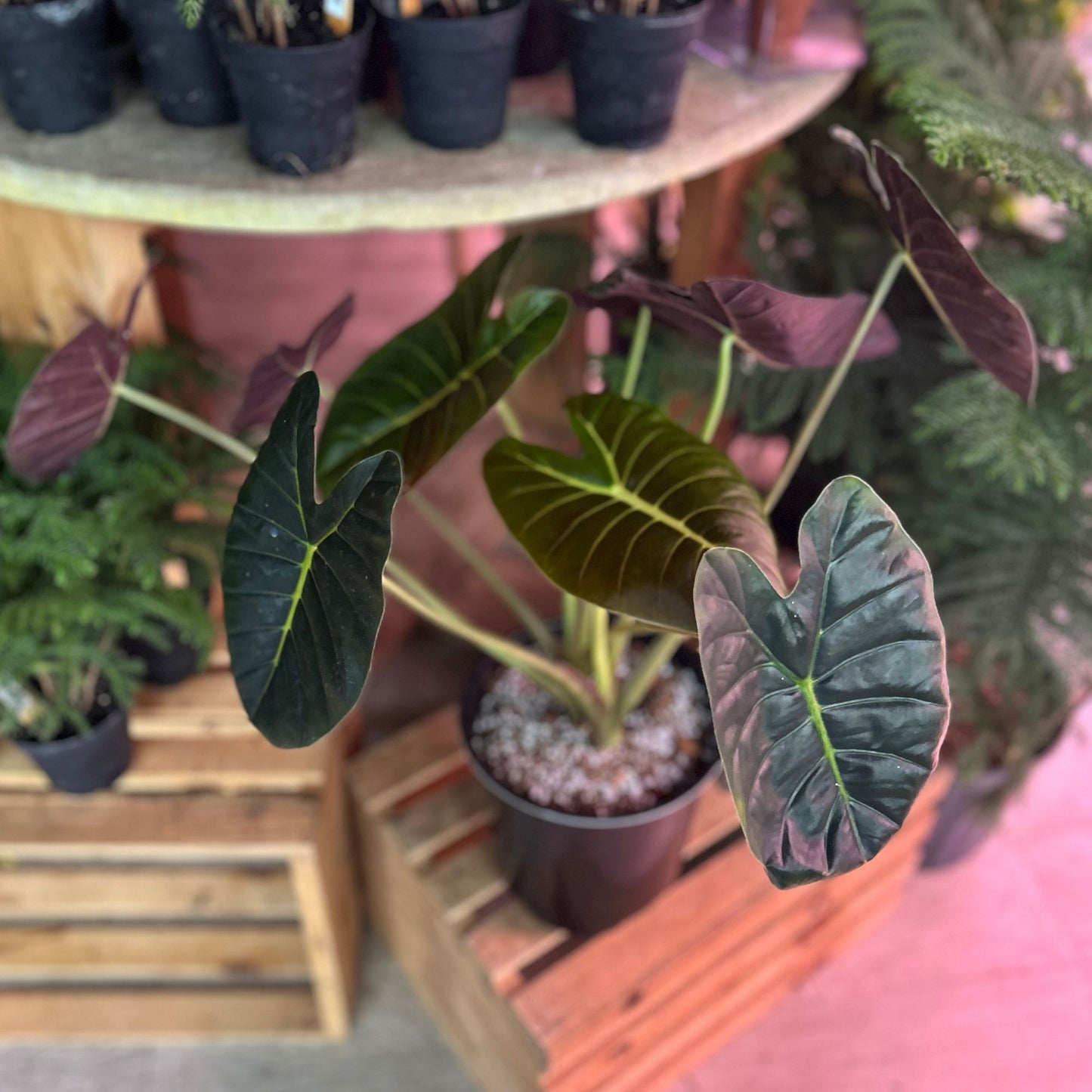 Alocasia Golden Bone 8"