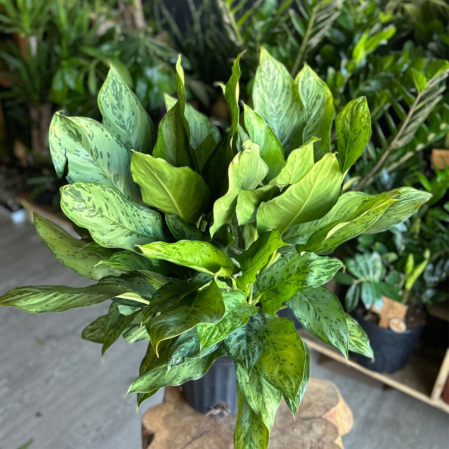 Aglaonema BJ Freeman 8"