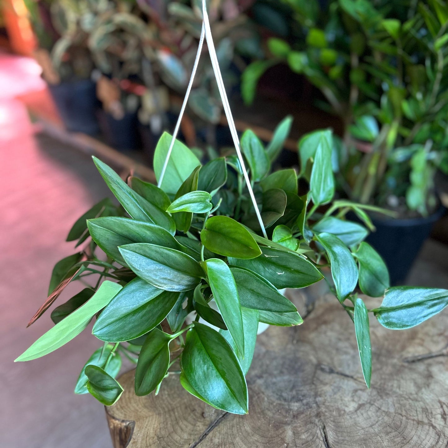 Scindapsus Moonlight 8" HB
